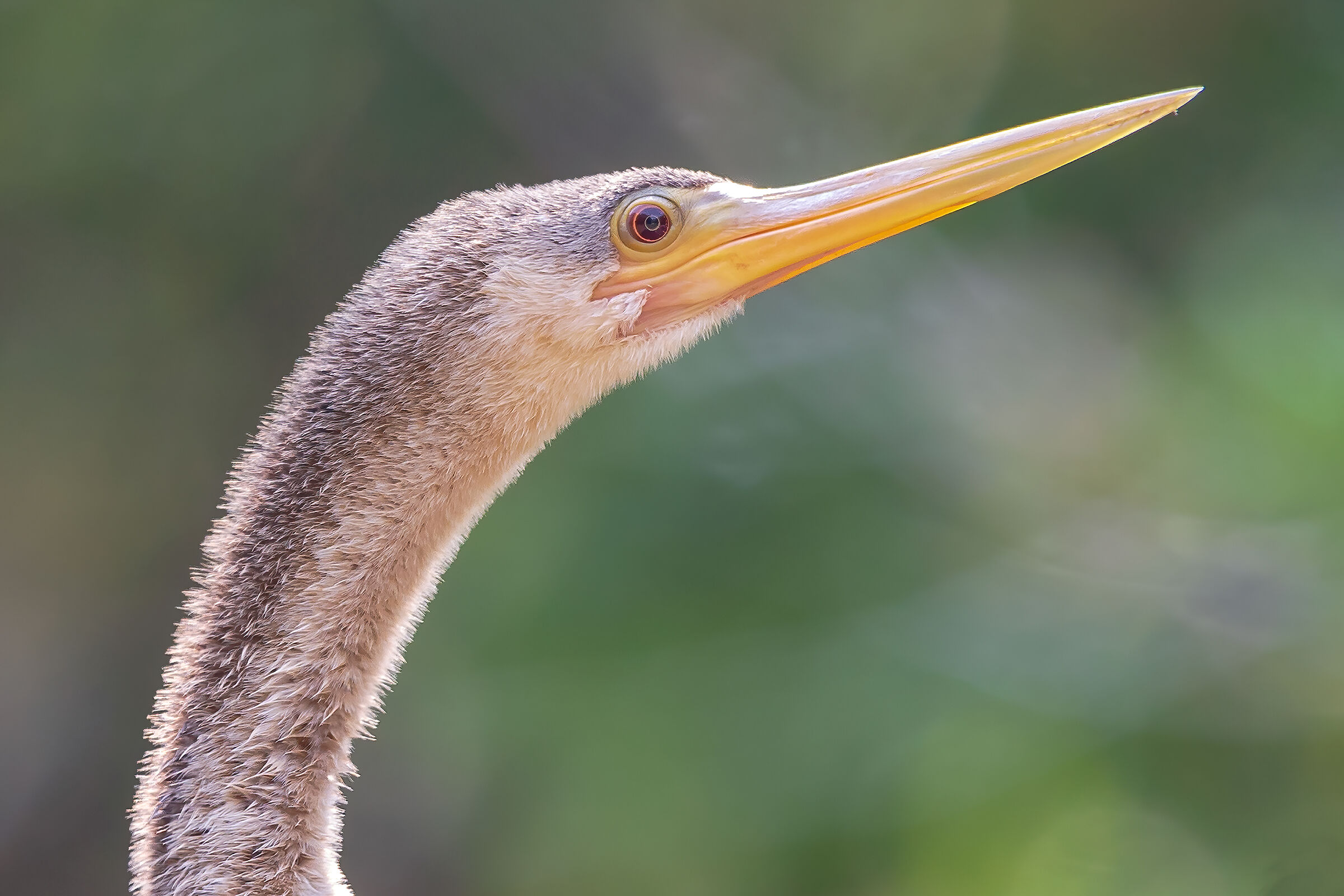 Anhinga foto tessera