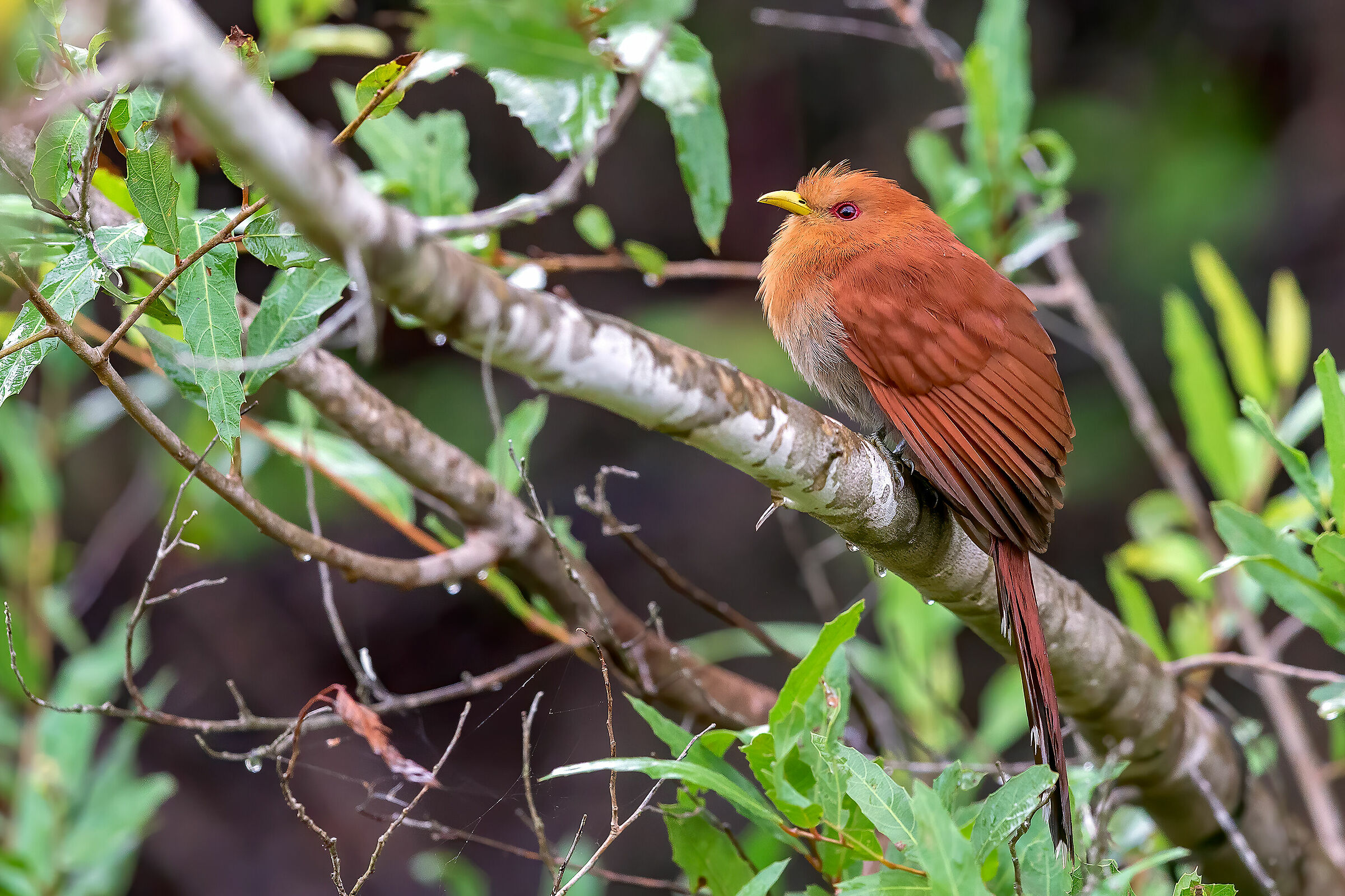 Squirrel cuckoo