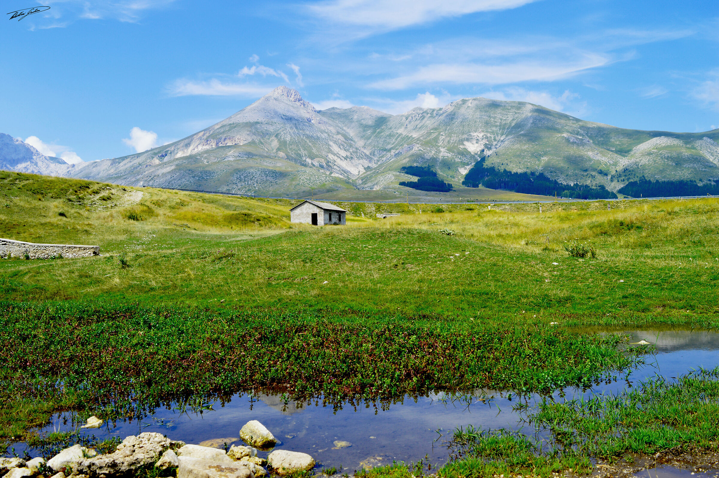 Casta in the meadows