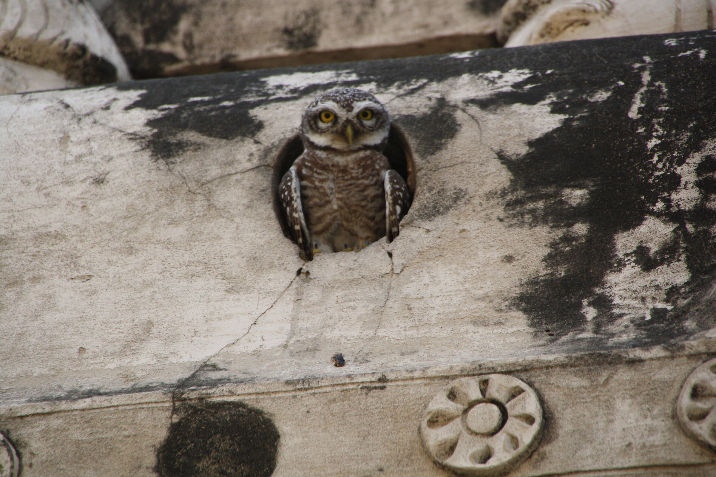 A temple owl