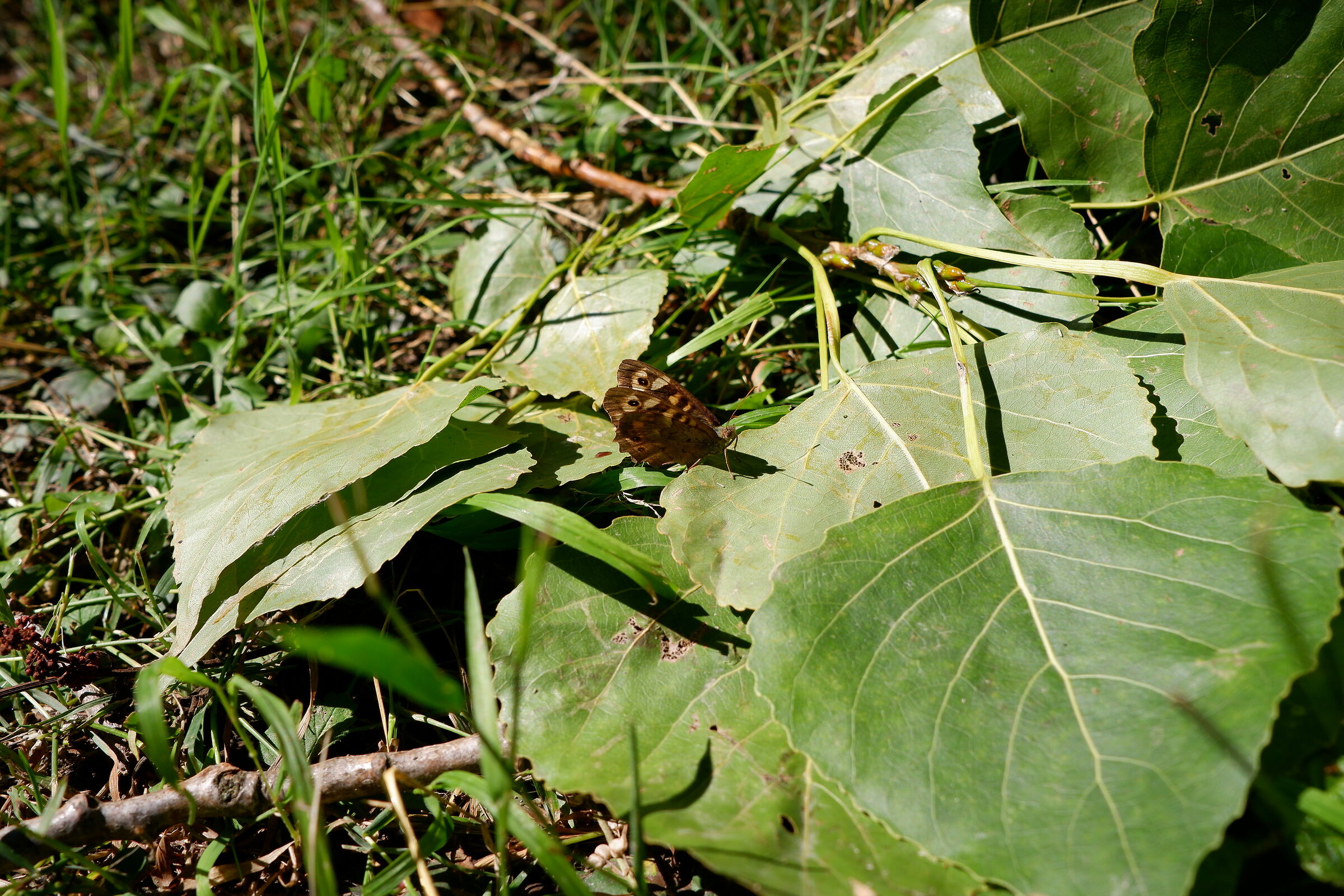 Fuji X-T200 test in the woods
