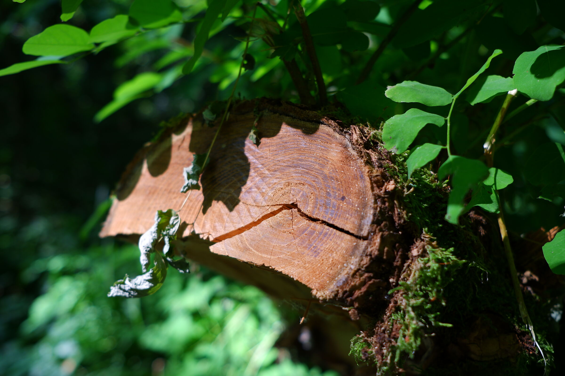 Fuji X-T200 test in the woods