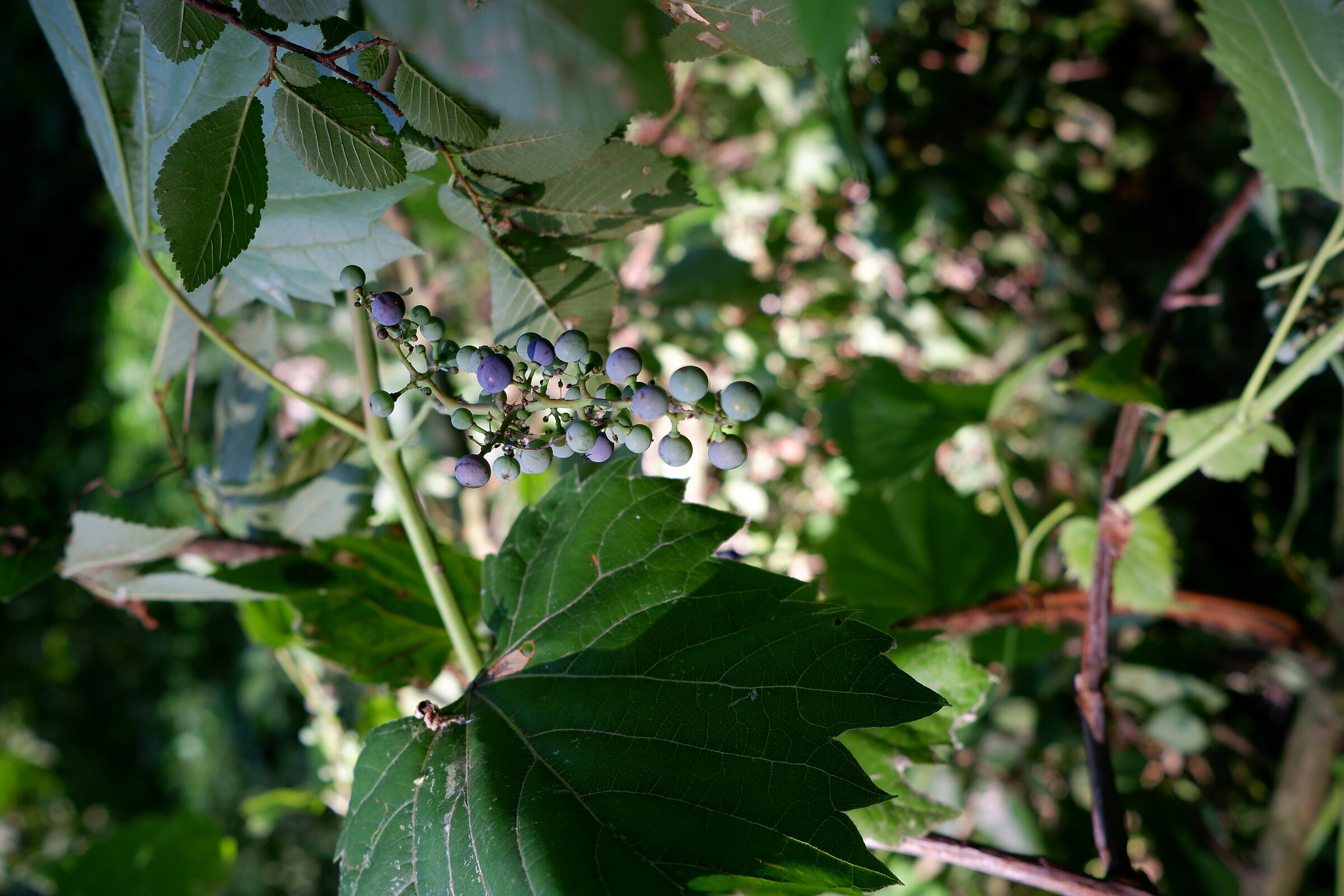 Fuji X-T200 test in the woods