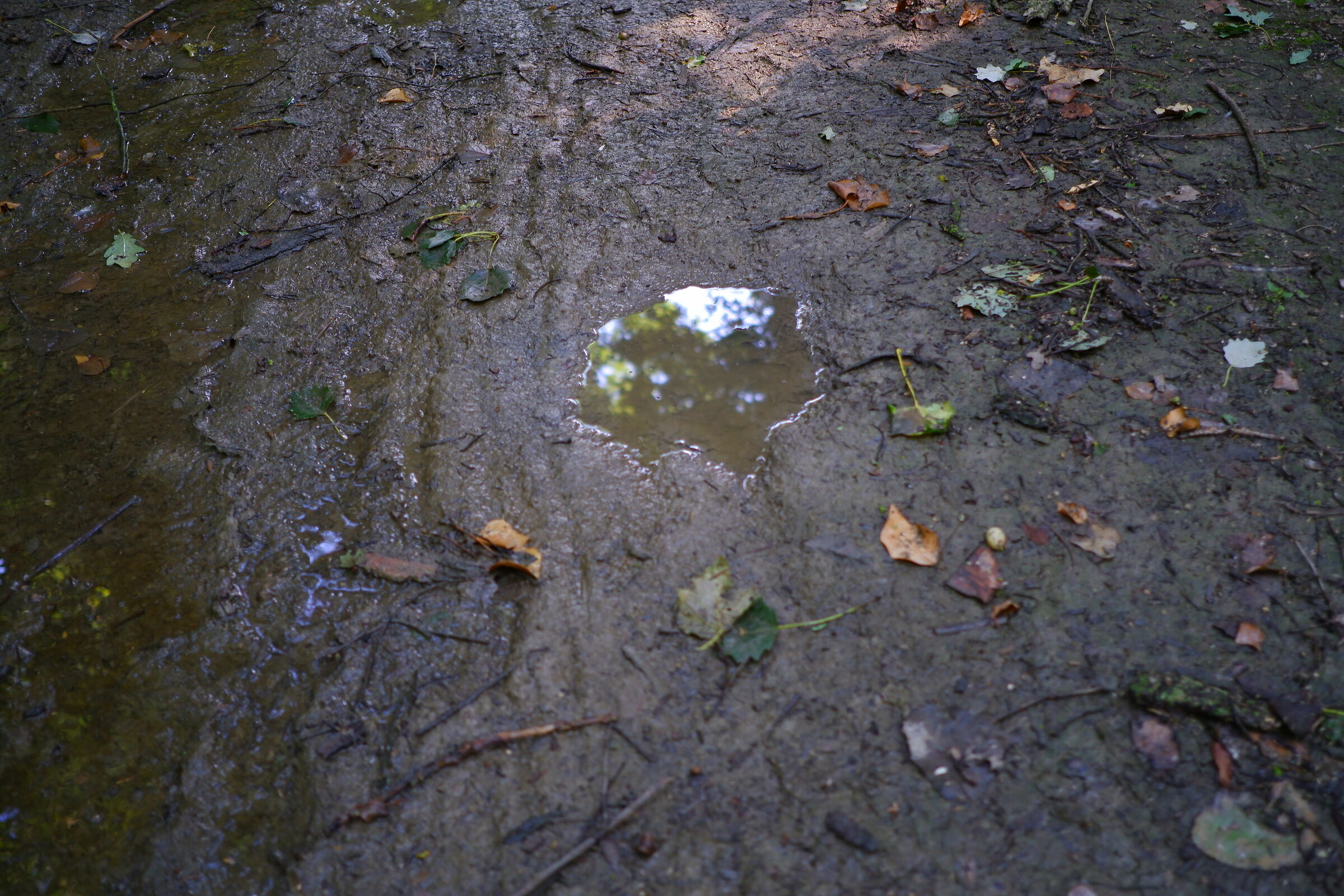 Fuji X-T200 test in the woods