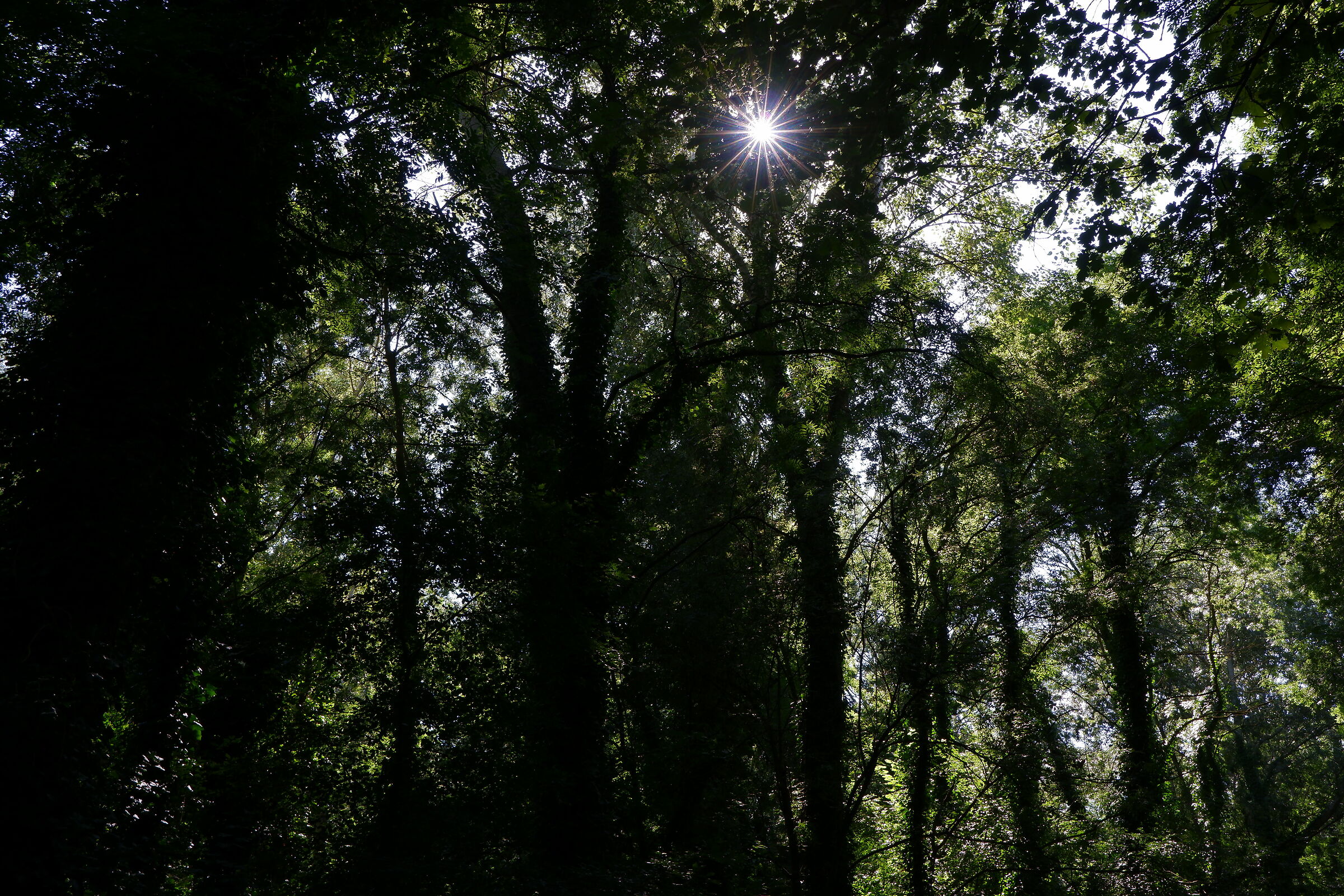 Fuji X-T200 test in the woods