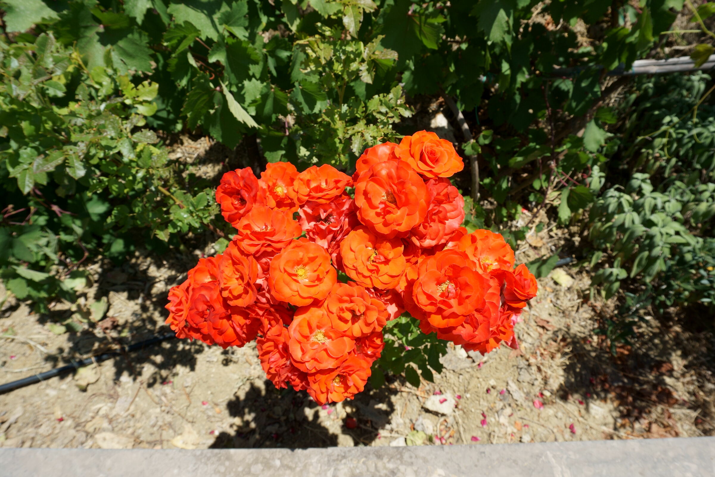 rose sony solo convertita in jpg