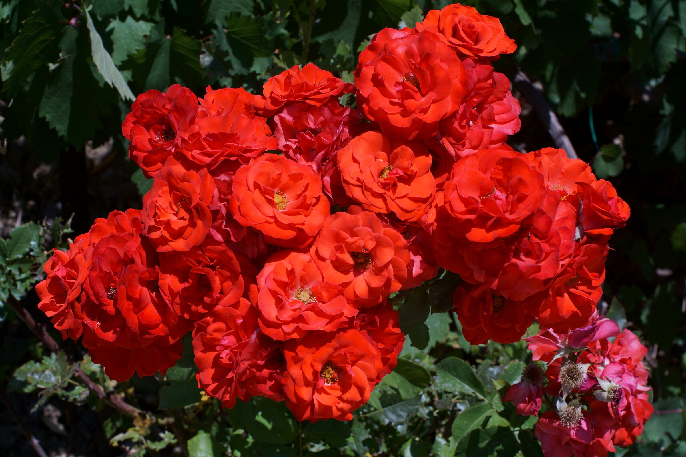 rose corpo sony ob nikkor 50 .. 1.4 anni 60