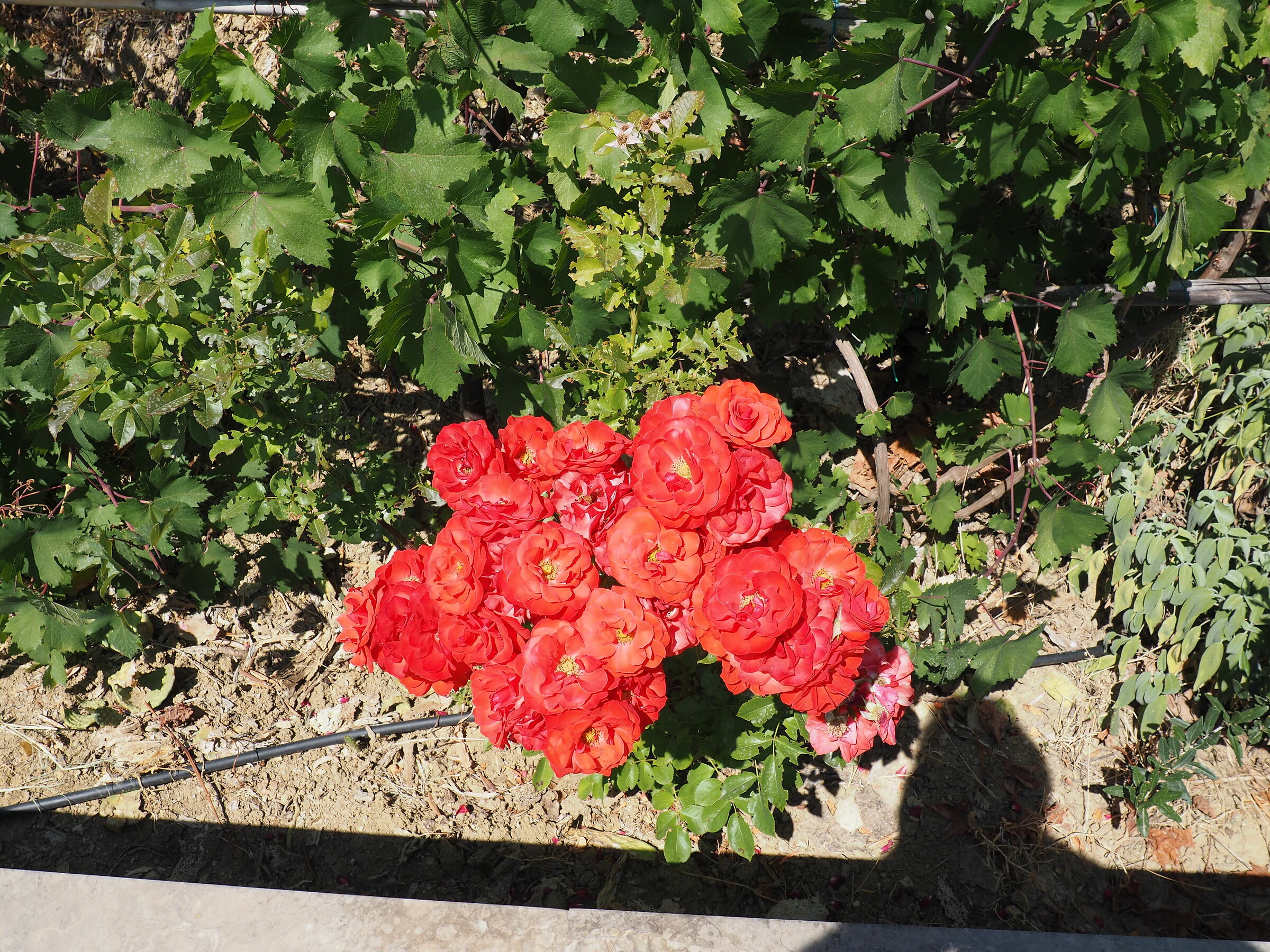 rose olympus om d 10