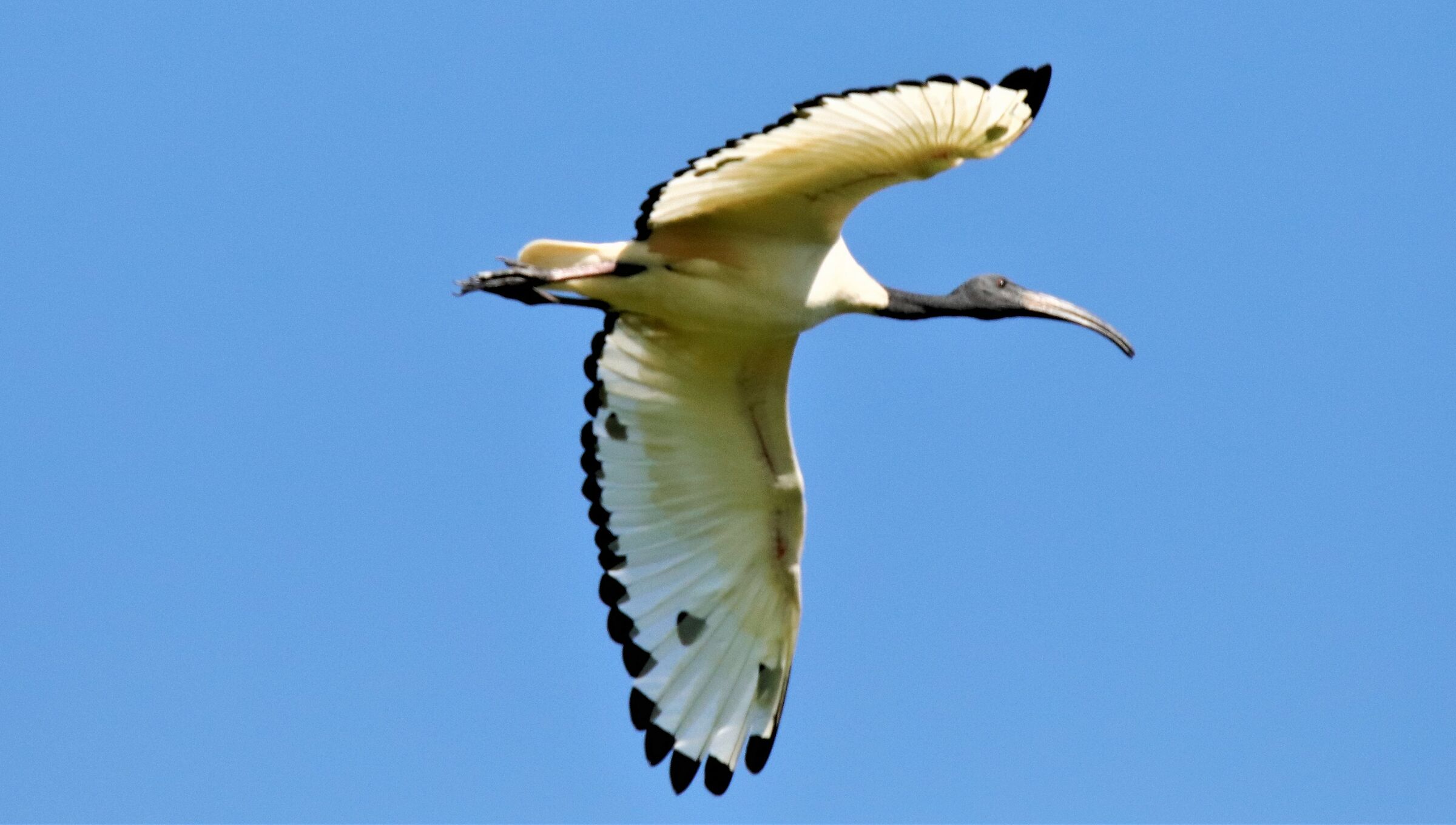 Ibis