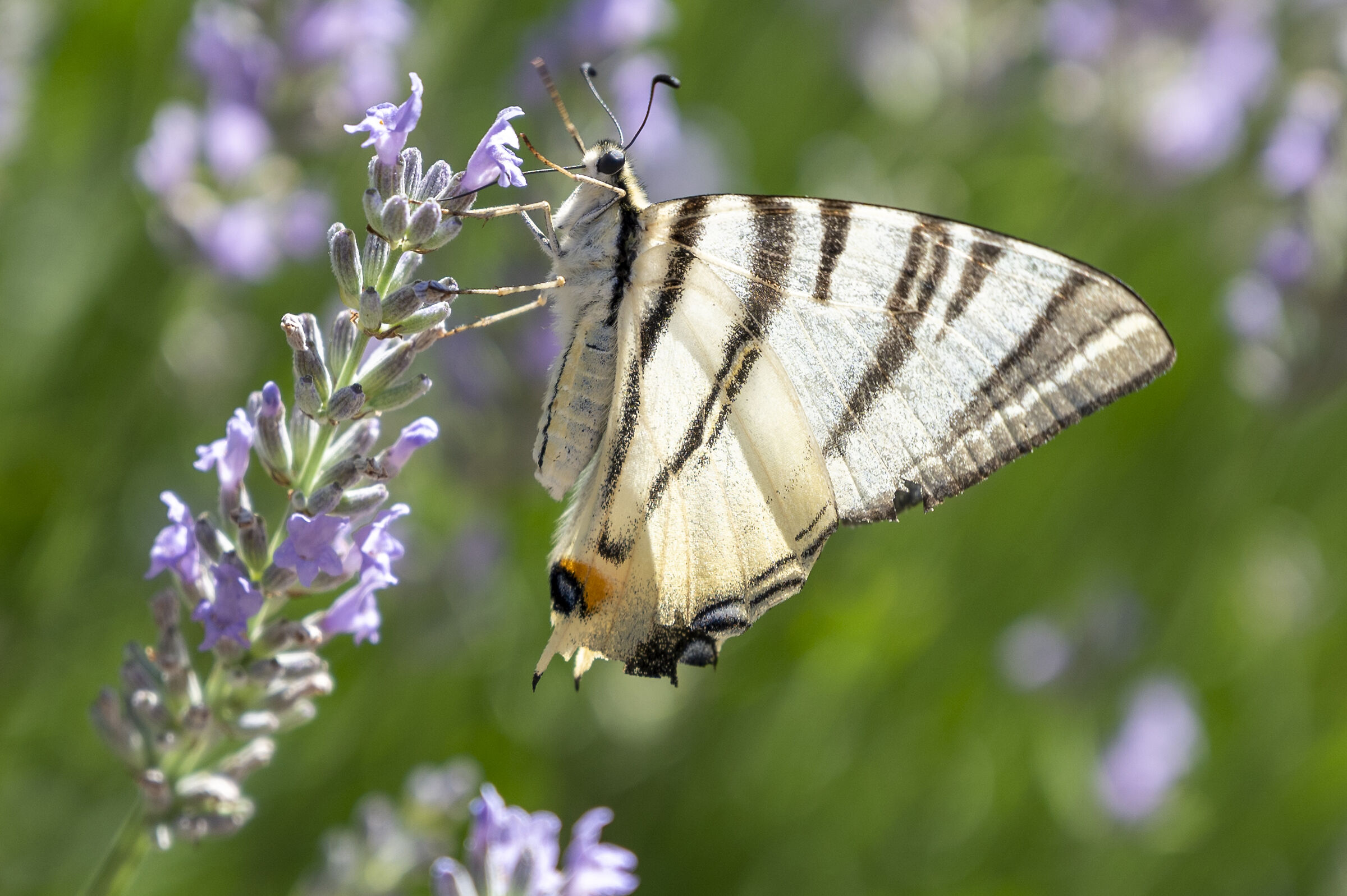 Macaone on Lavender
