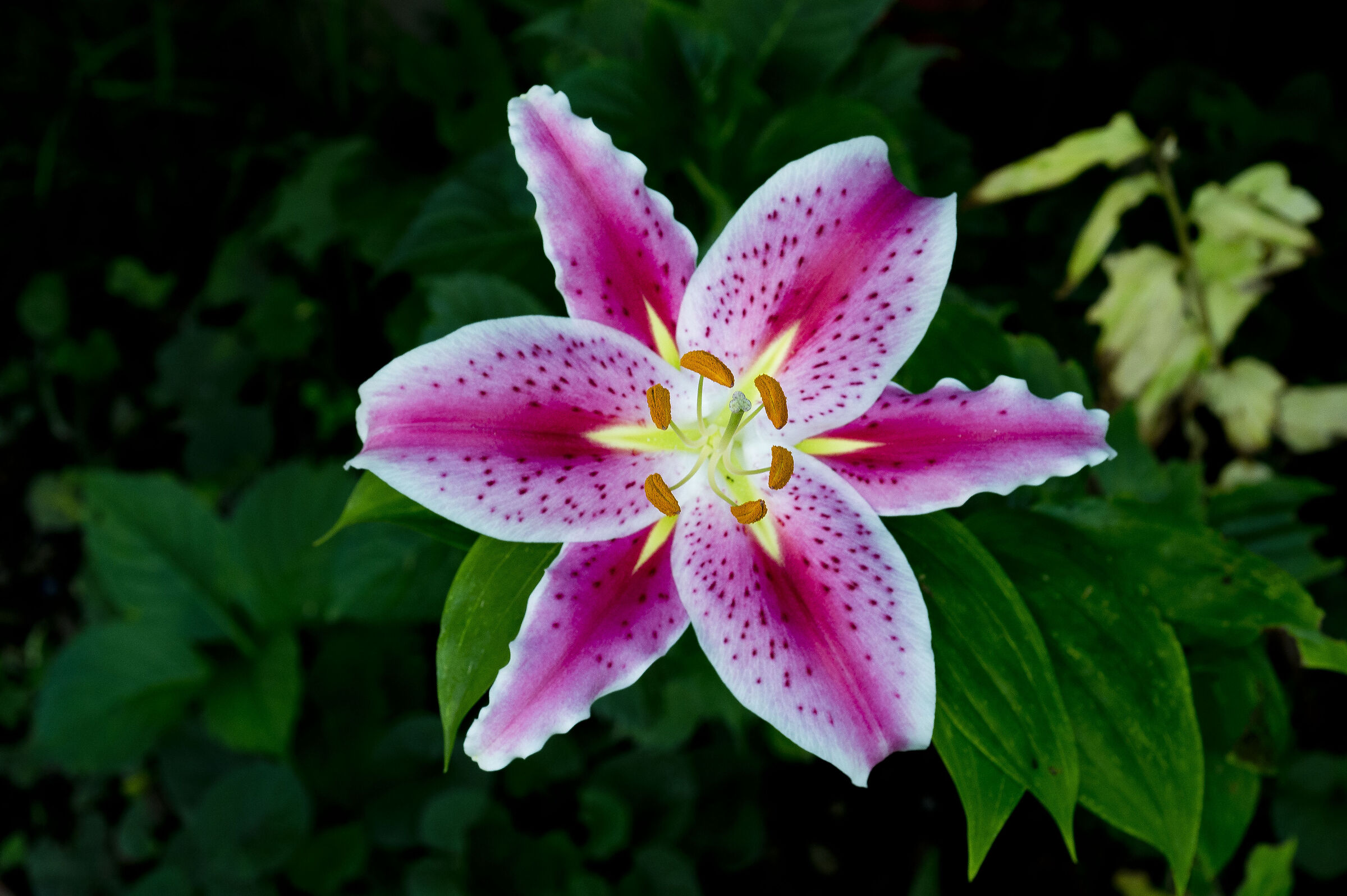 lilium rosae