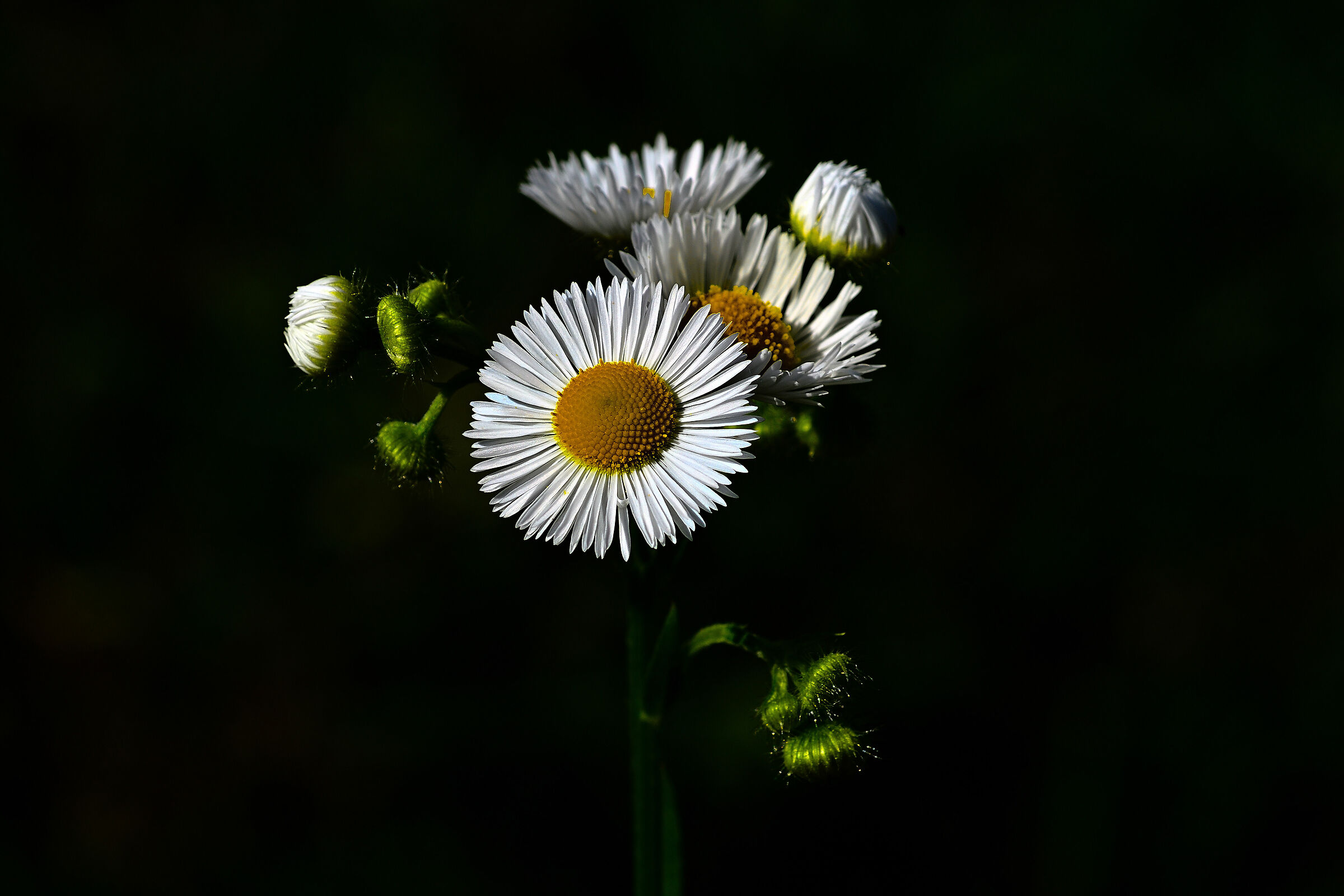Non sfogliarmi, non sono Margherita.