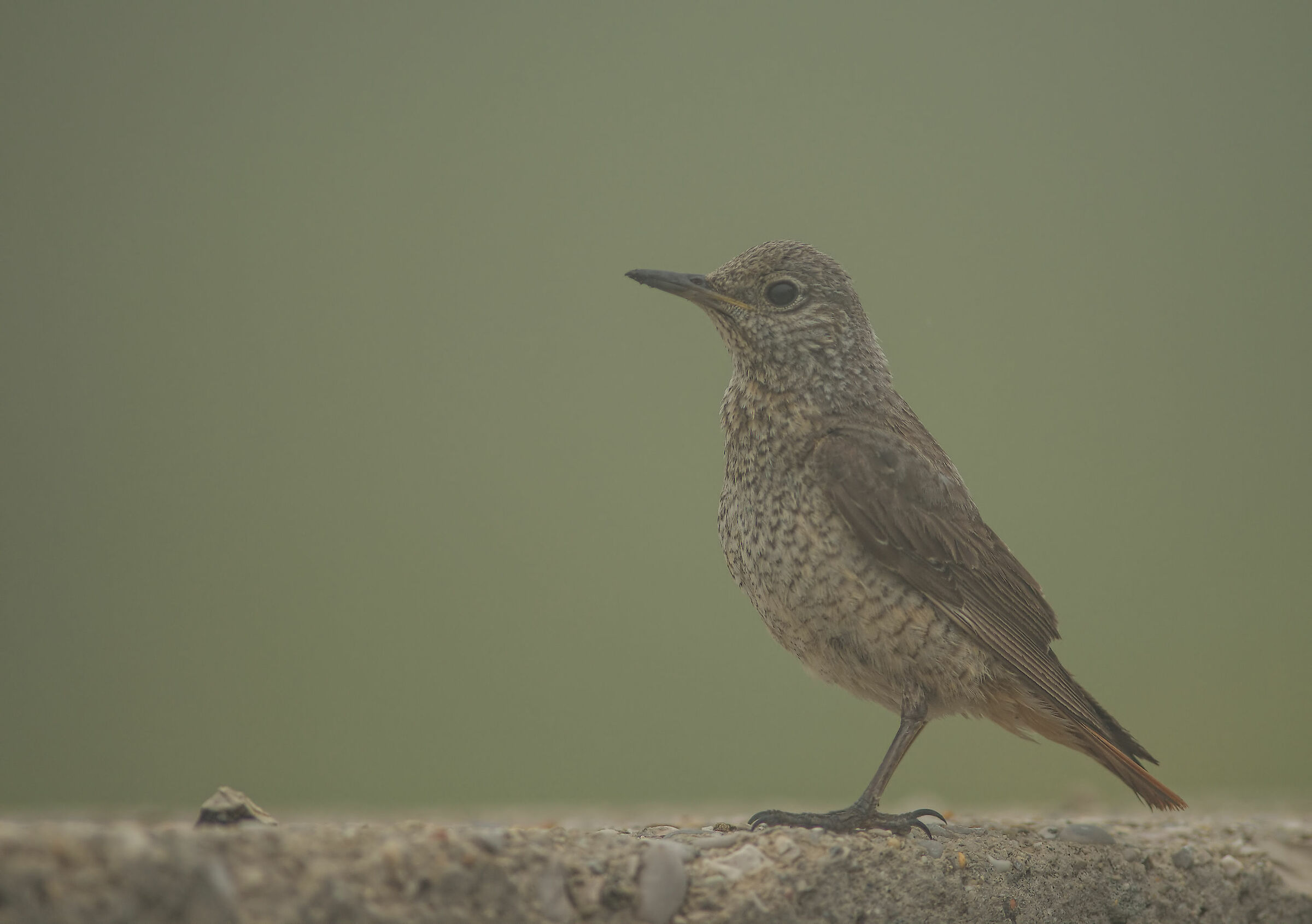 CCodirossone femmina