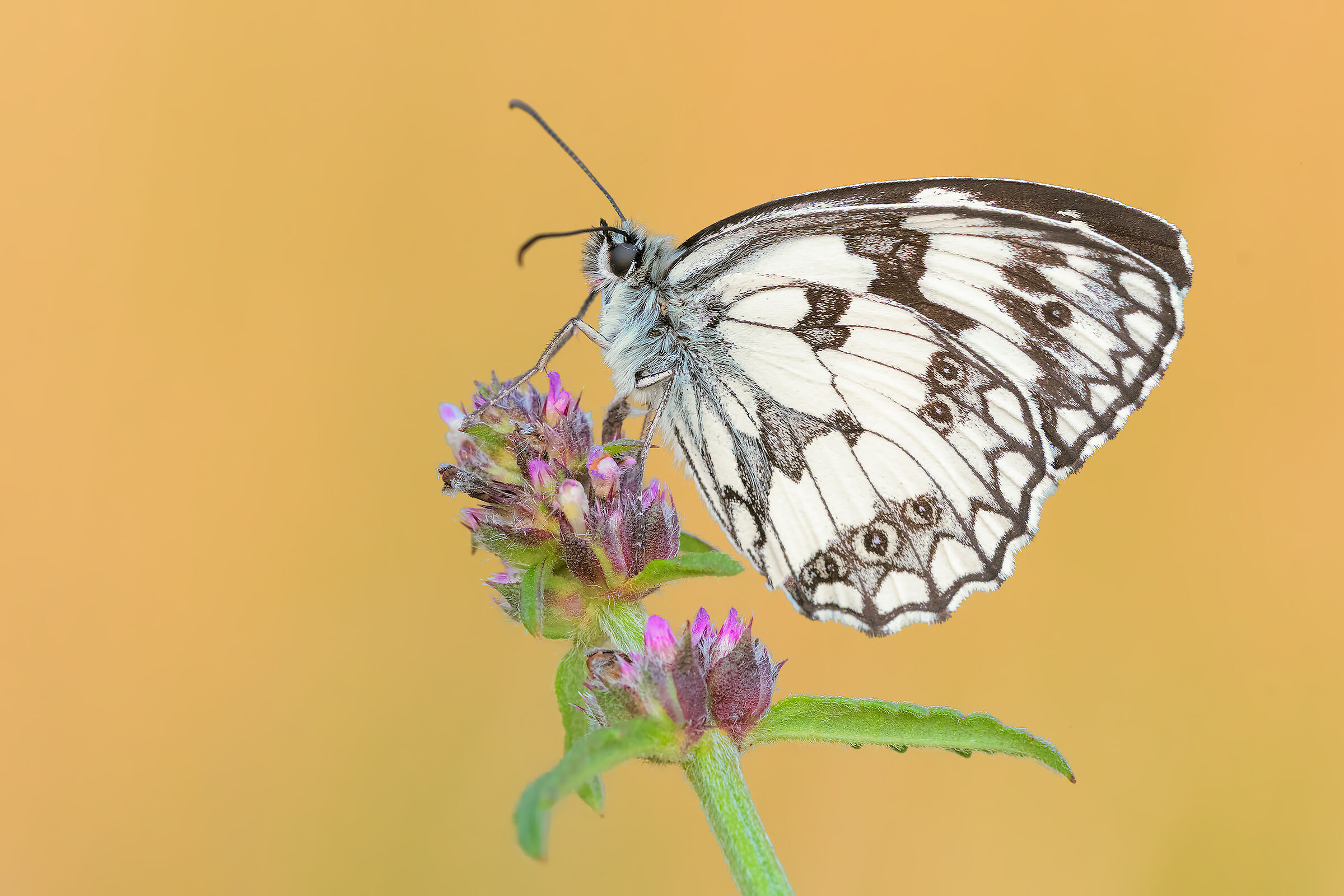 Melanargia galathea