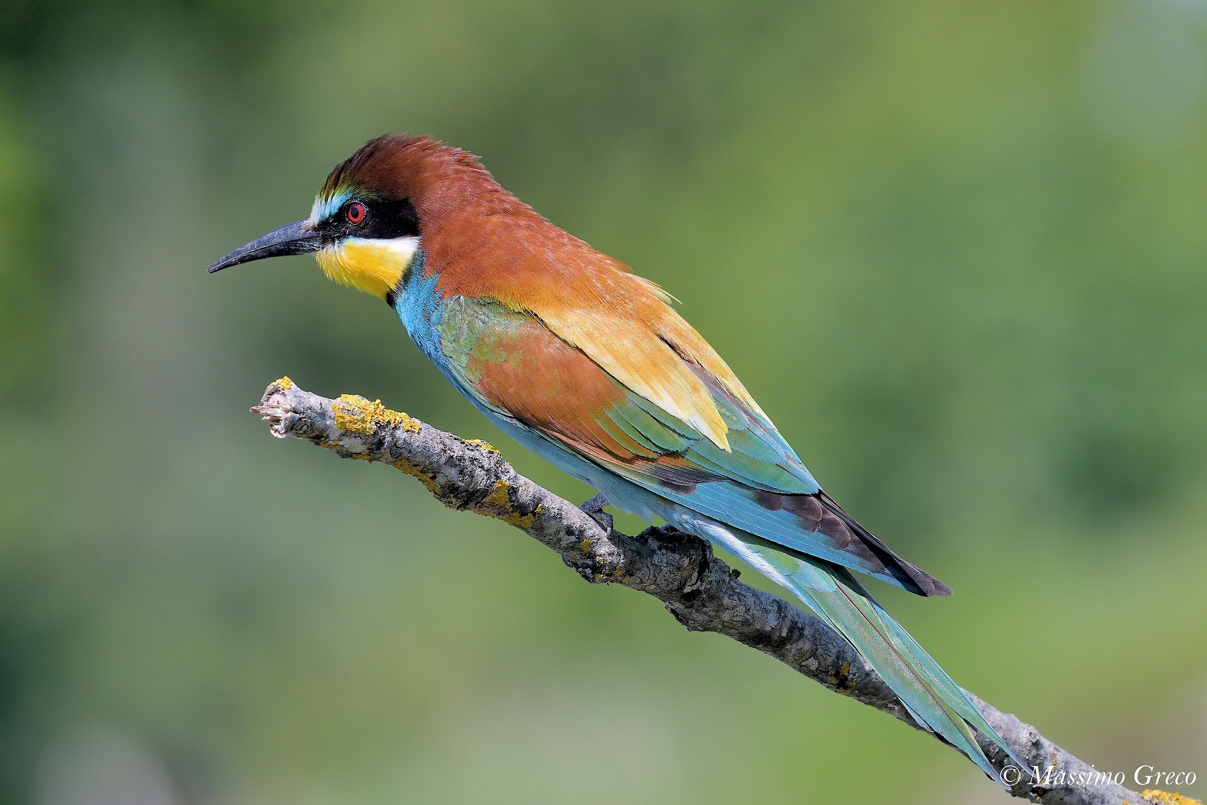 Crane (Merops apiaster)