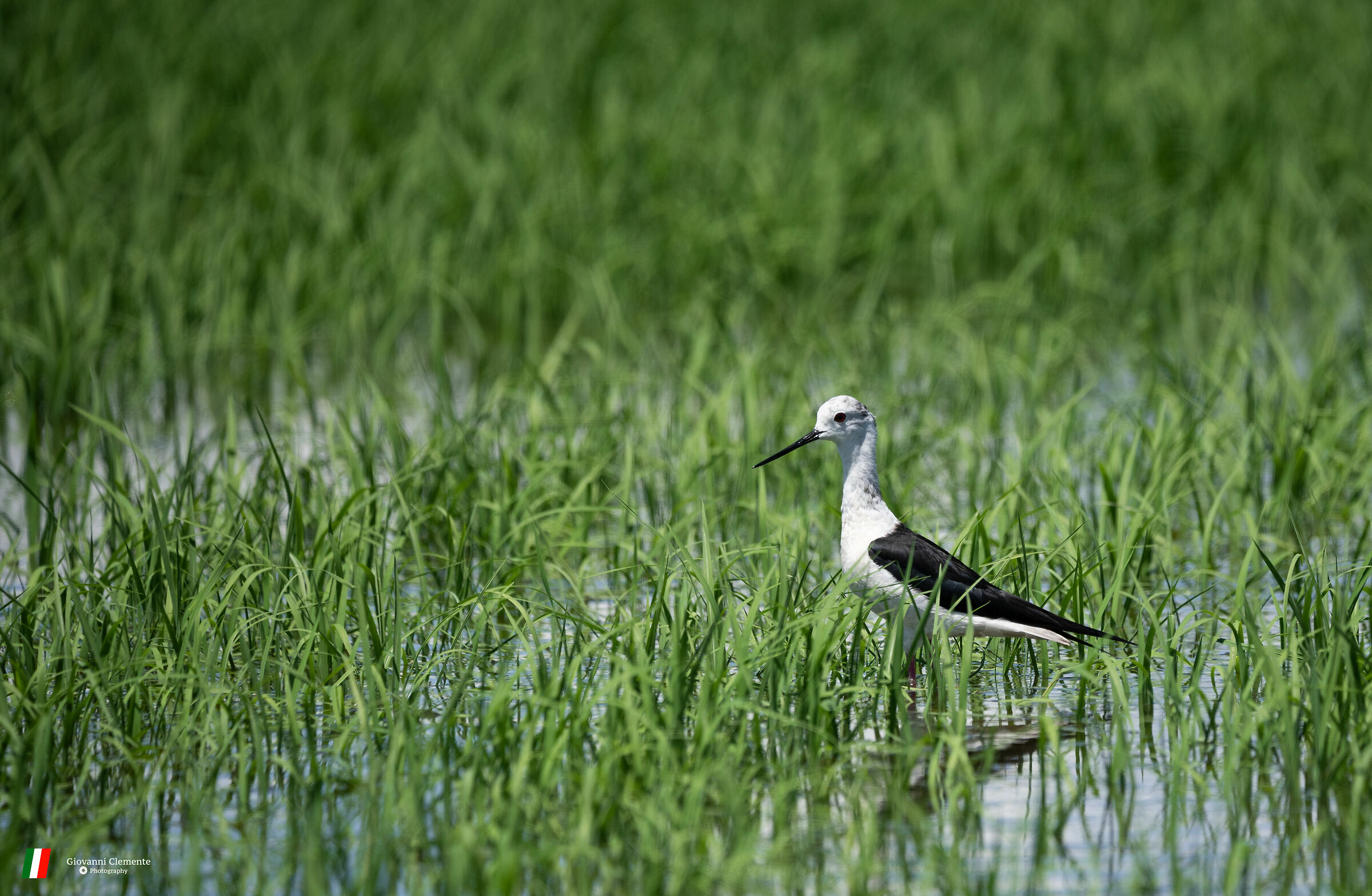 Knight of Italy in paddy fields