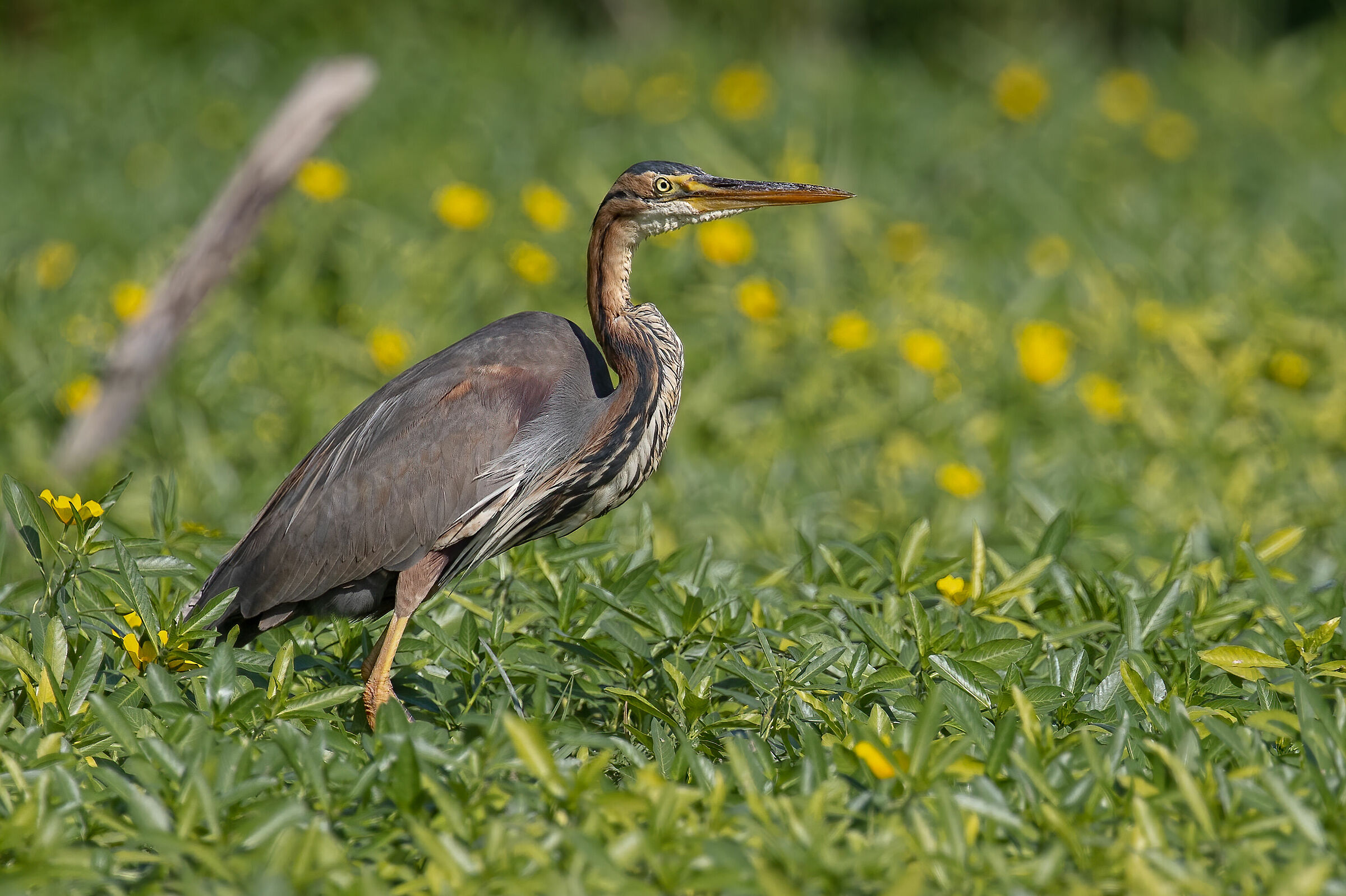 Airone rosso ambientato