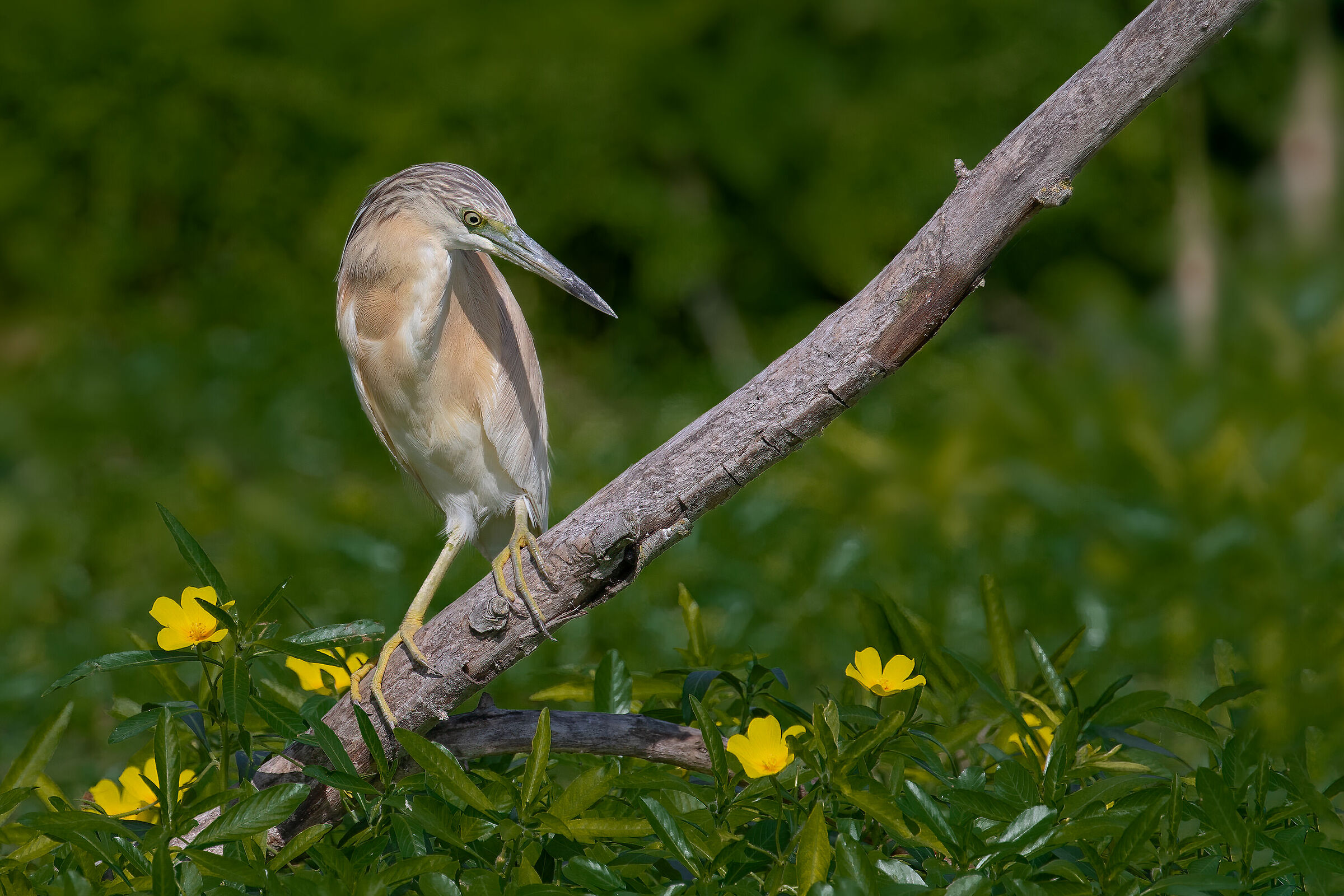 Sgarza ciuffetto ambientata tra ranuncoli acquatici