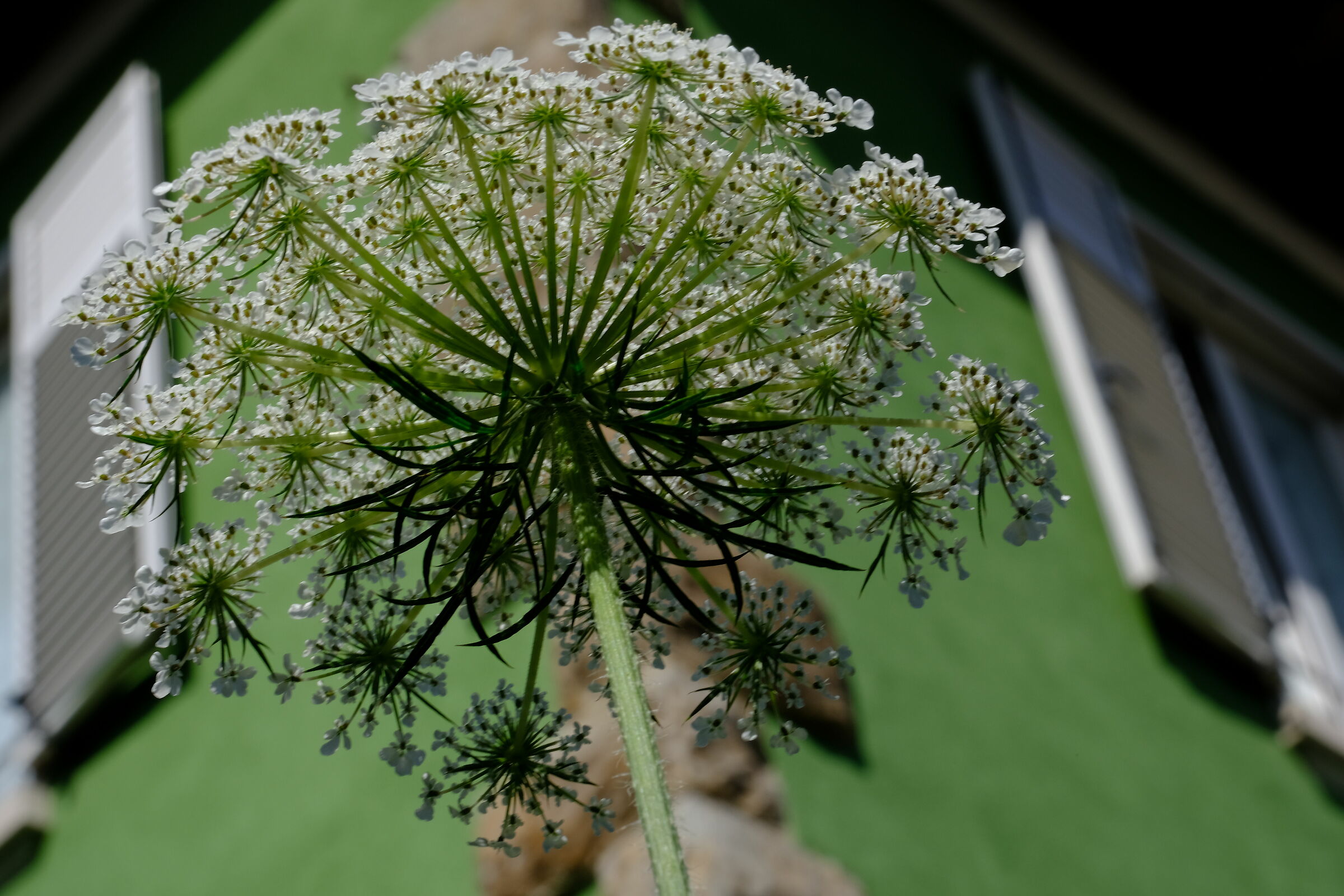 Nel mio giardino 3