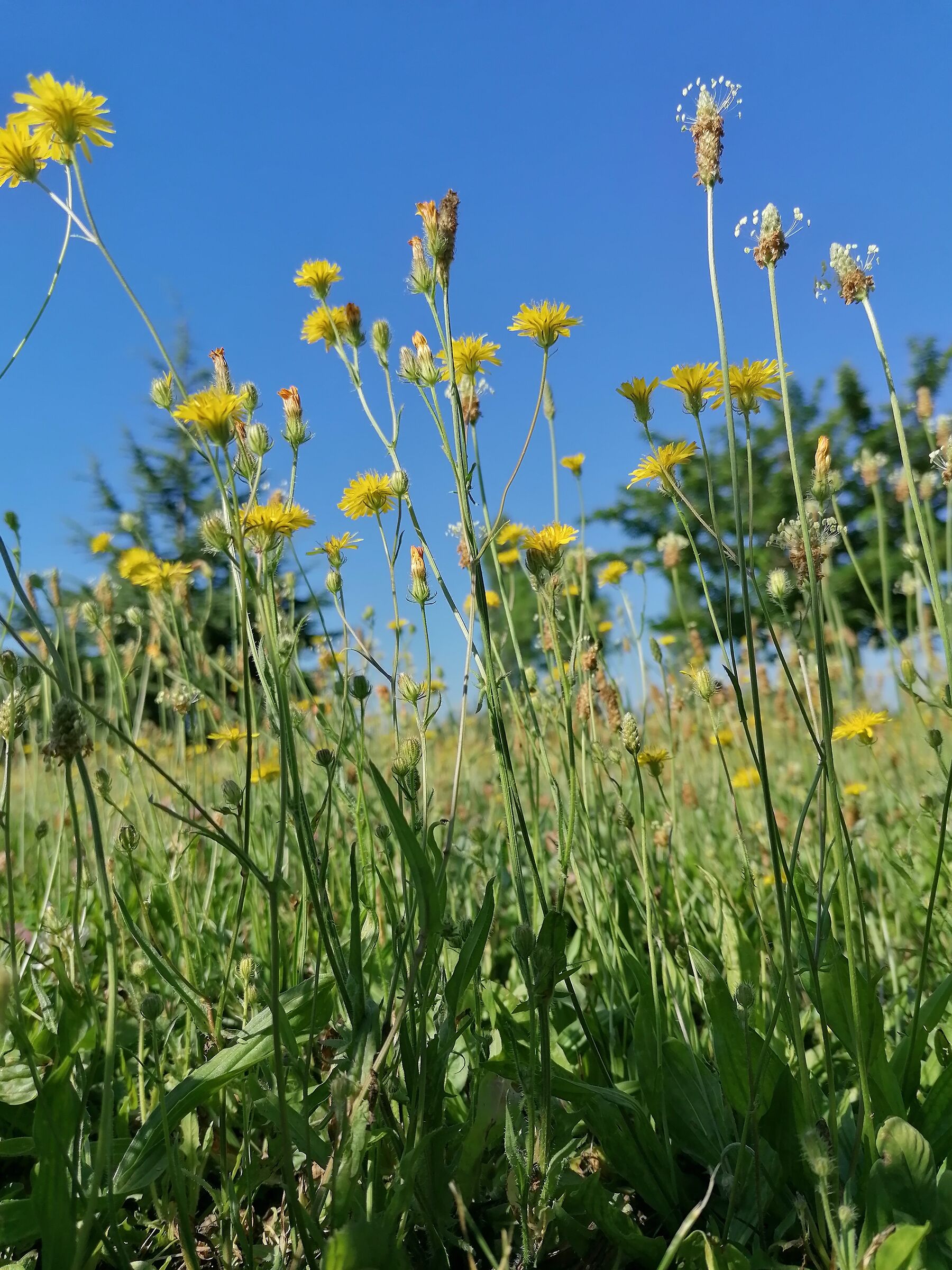 Blue sky and yellow flowers