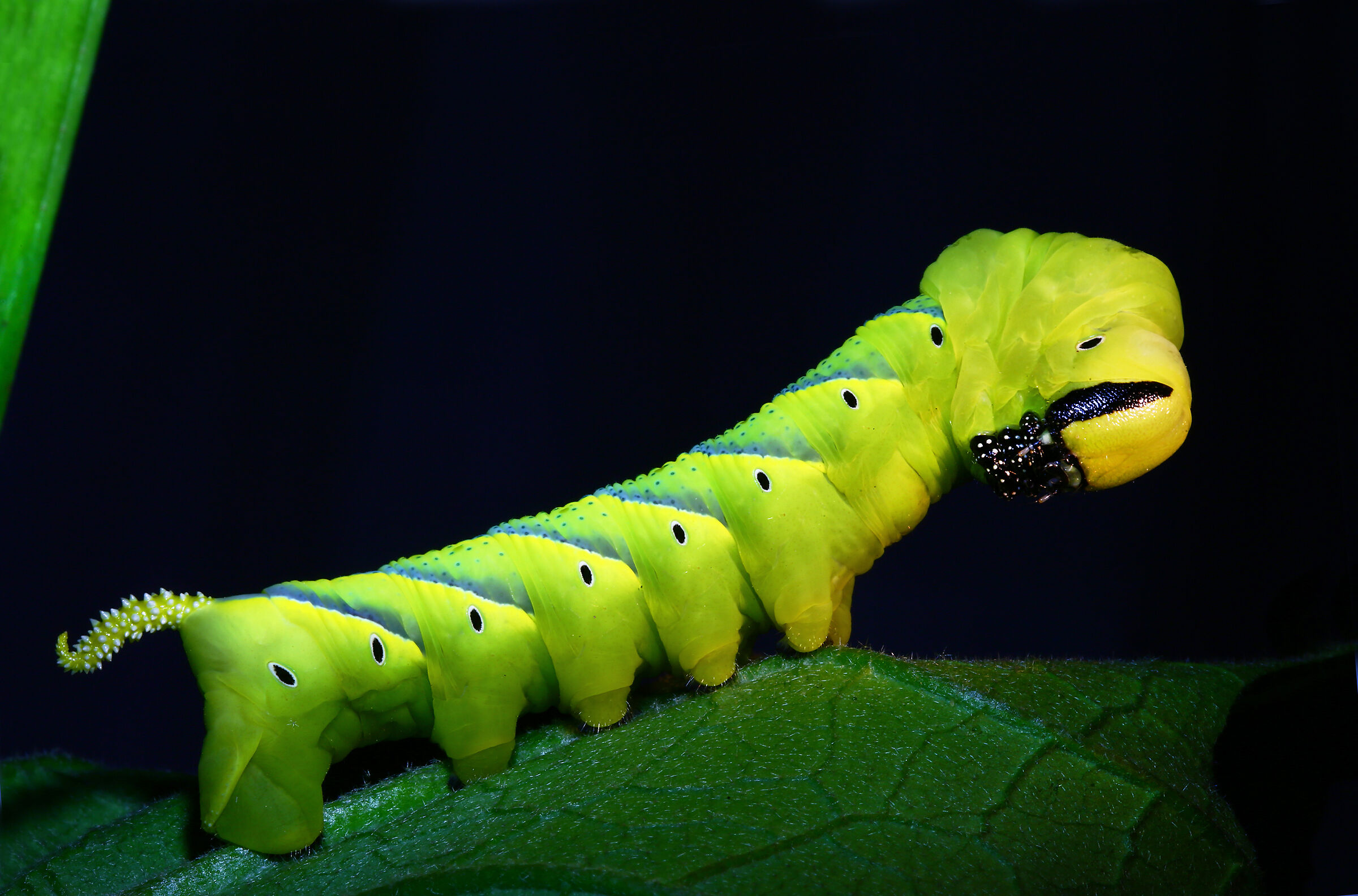 Larva di Dorifora