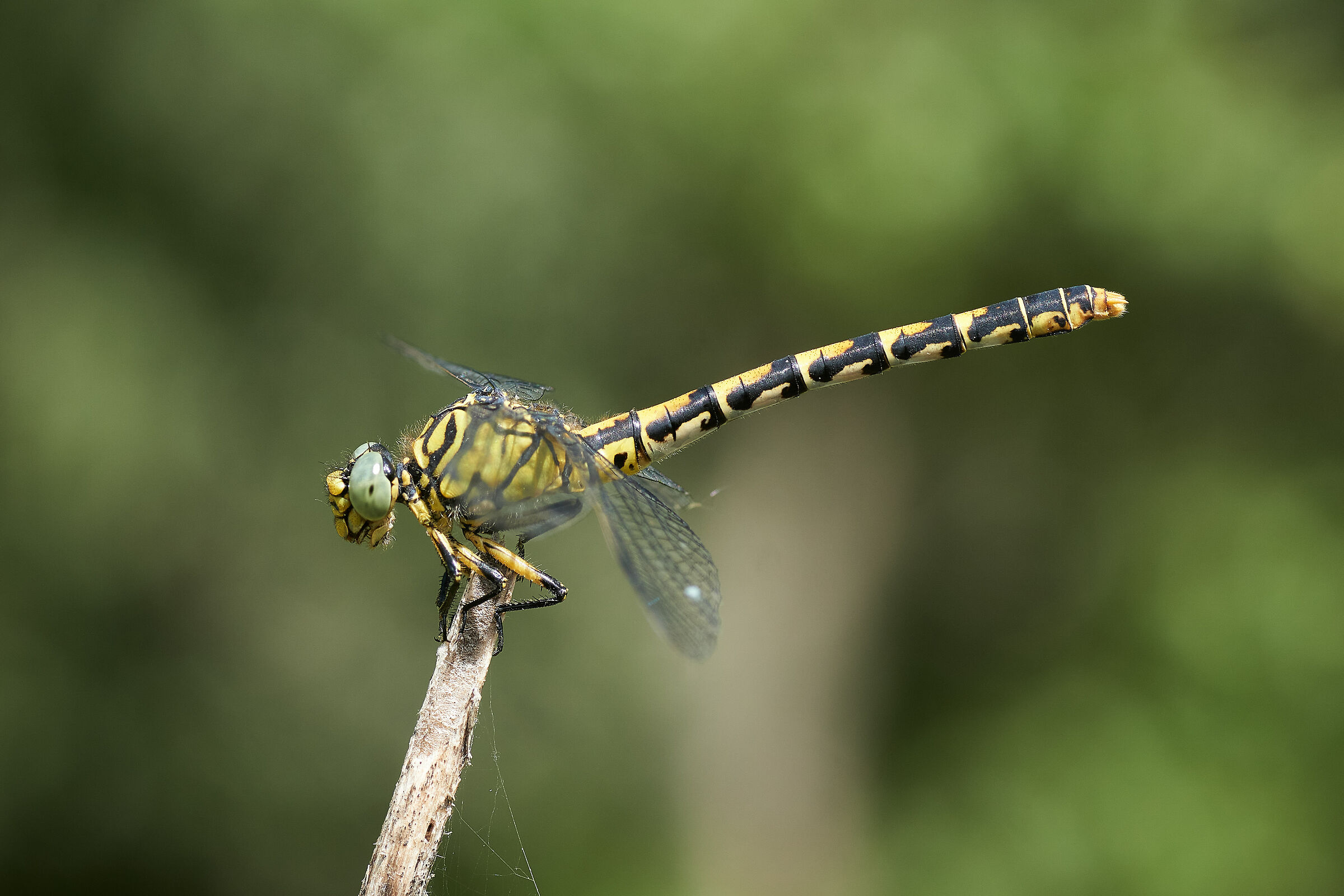 Onychogomphus forcipatus female
