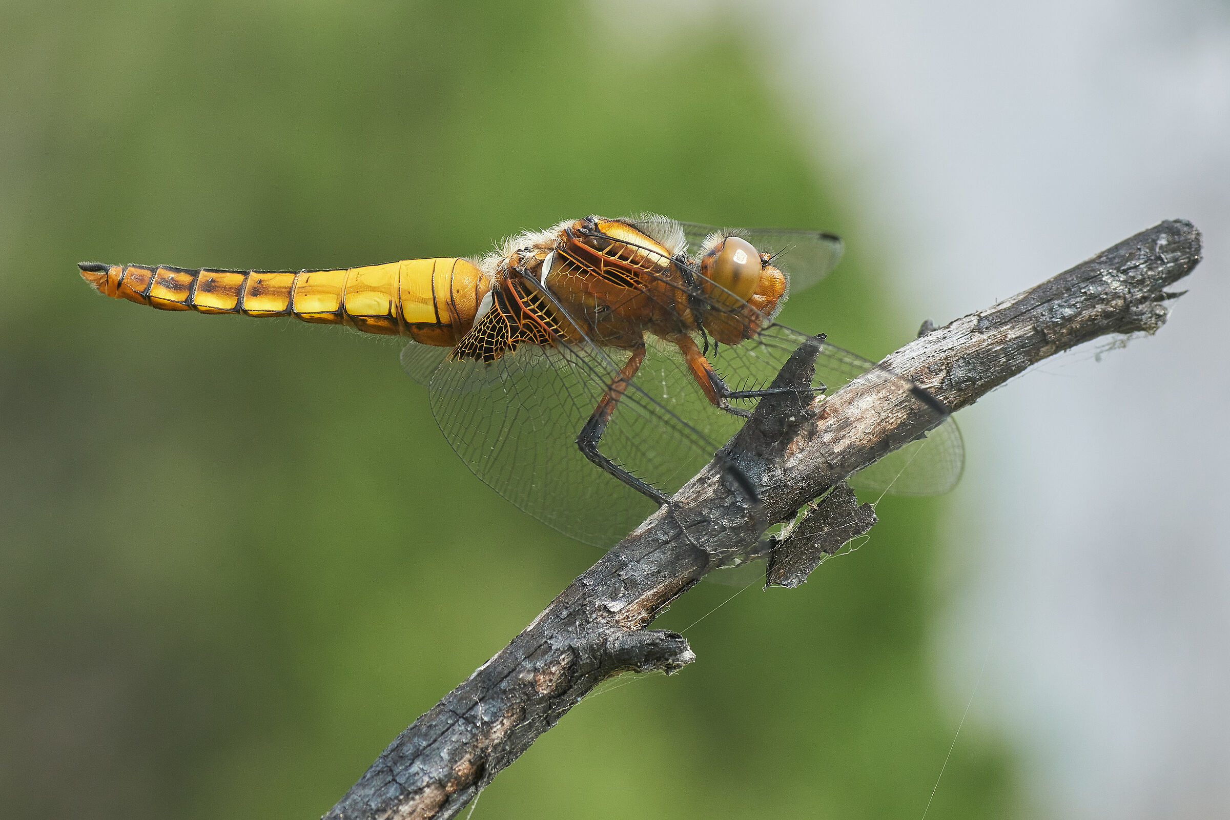 Male depressed dragonfly