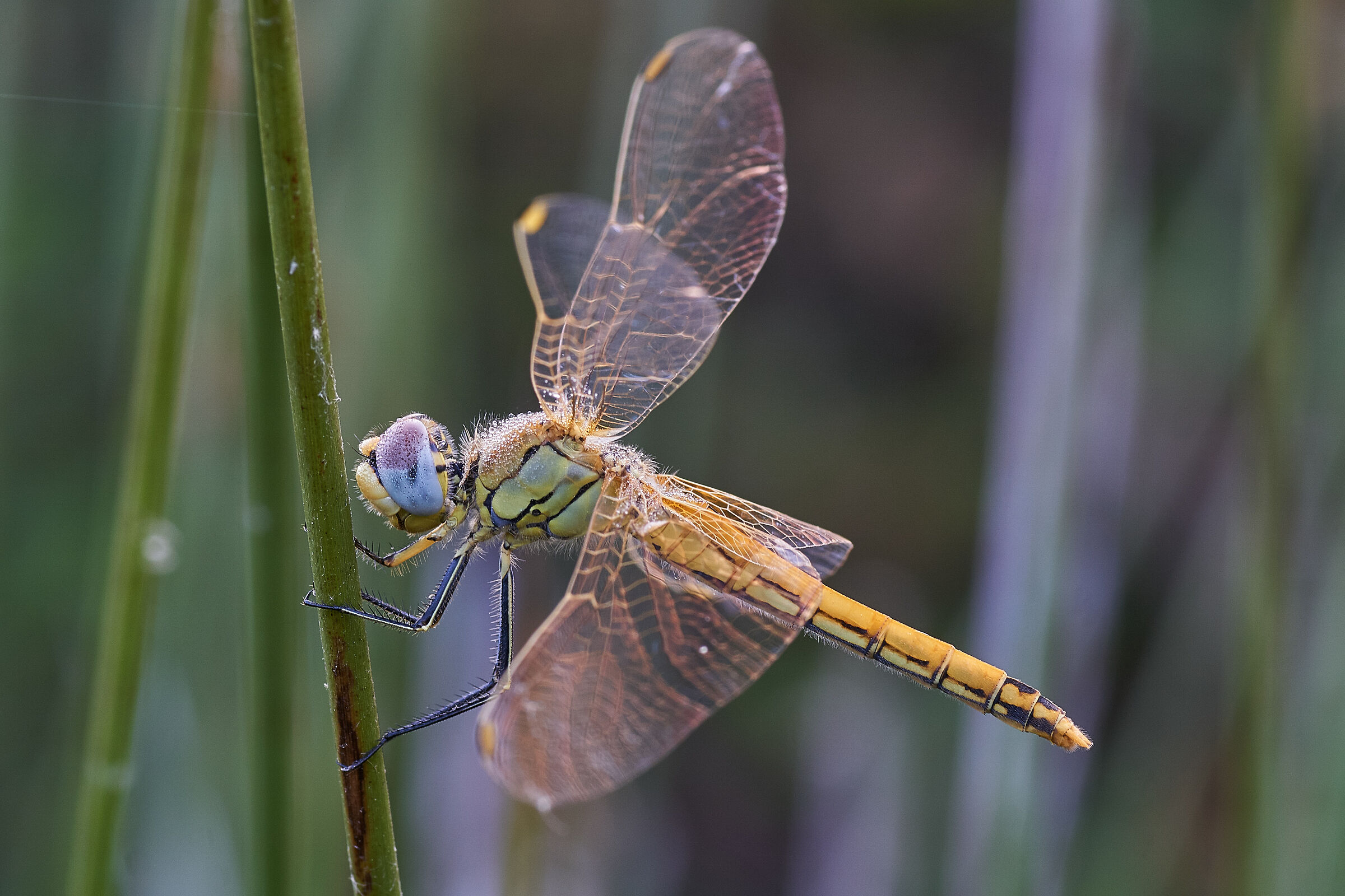 Sympetrum fonscolombii female