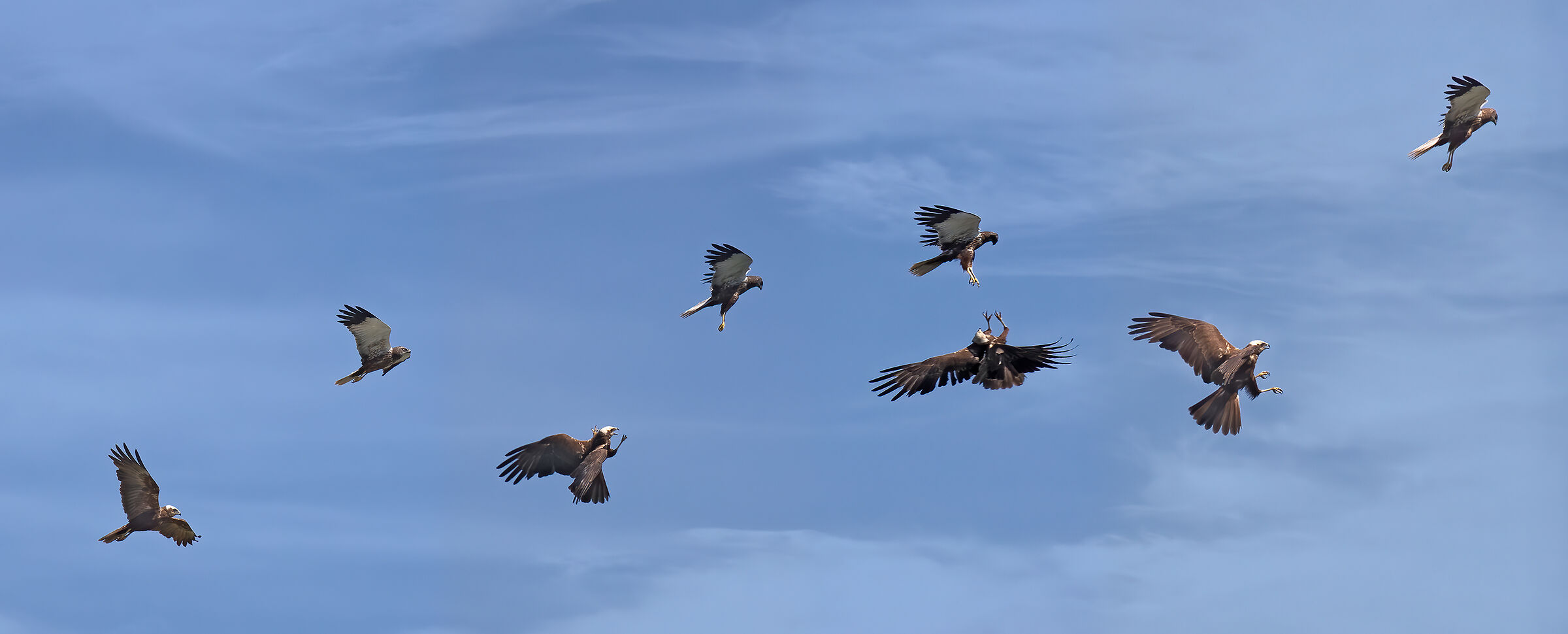 Battaglia aerea nei cieli del Parco del Mincio (mn)