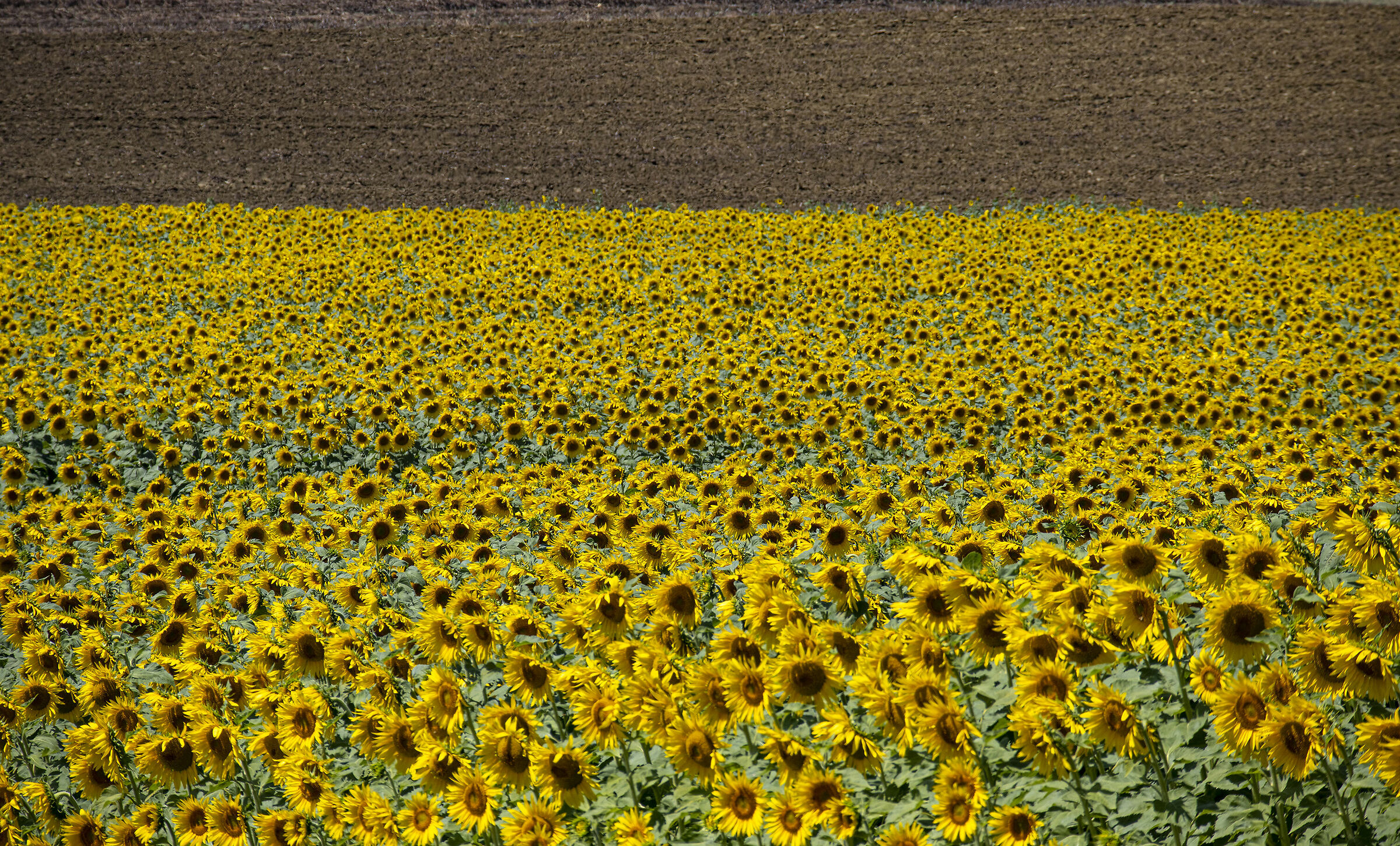 Umbrian Landscapes
