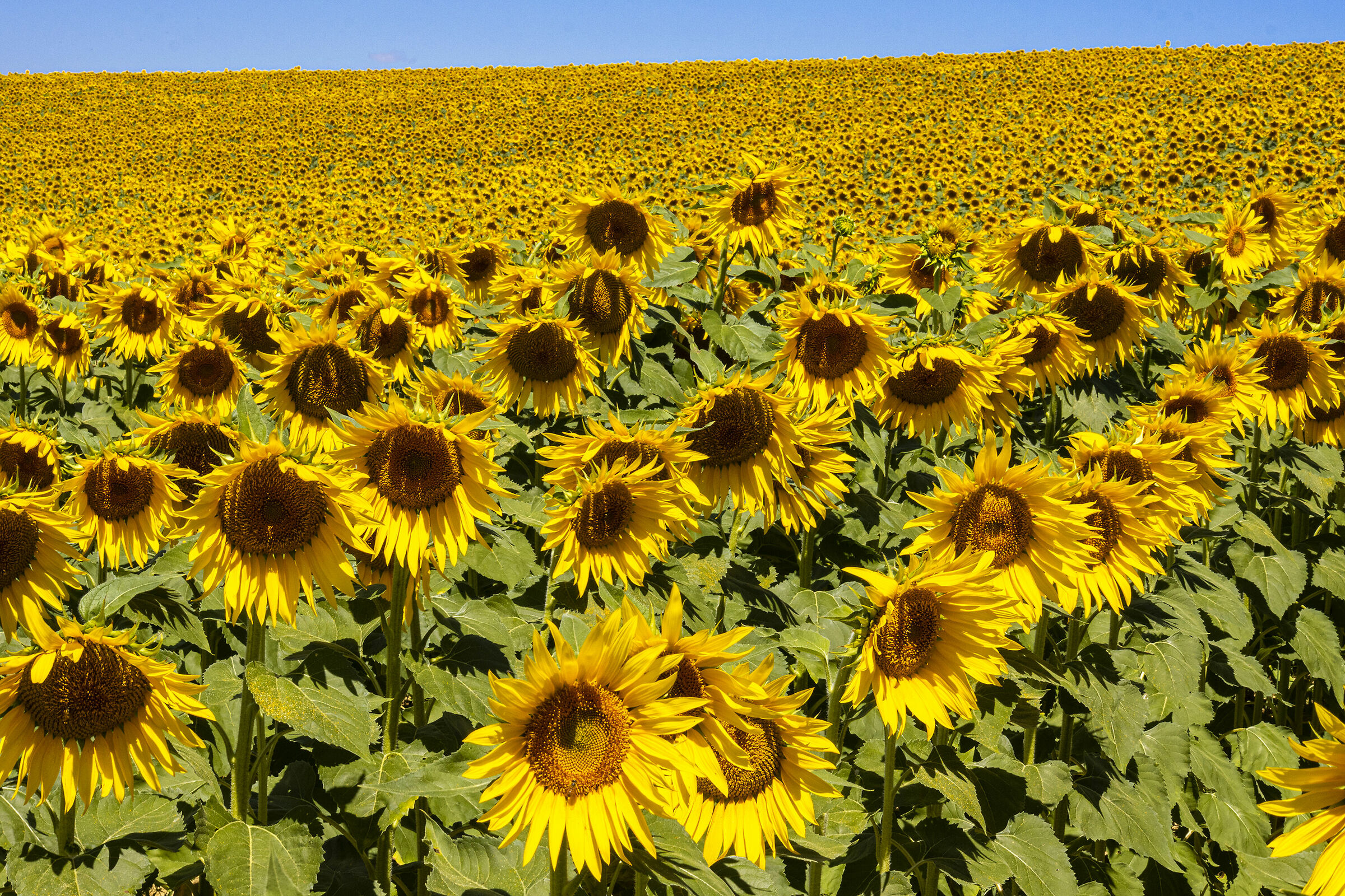 Umbrian Landscapes