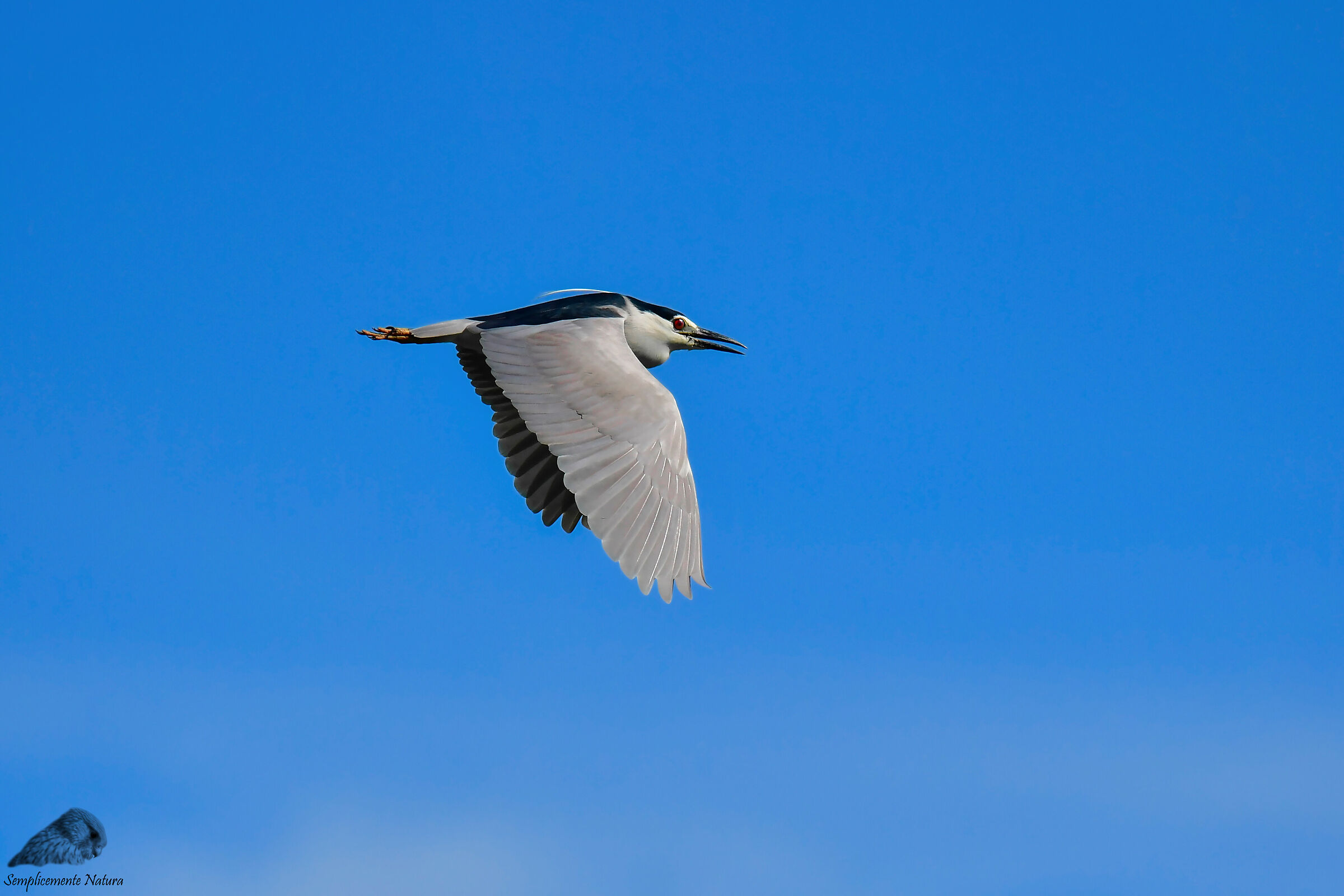 Nitticora (Nycticorax nycticorax)