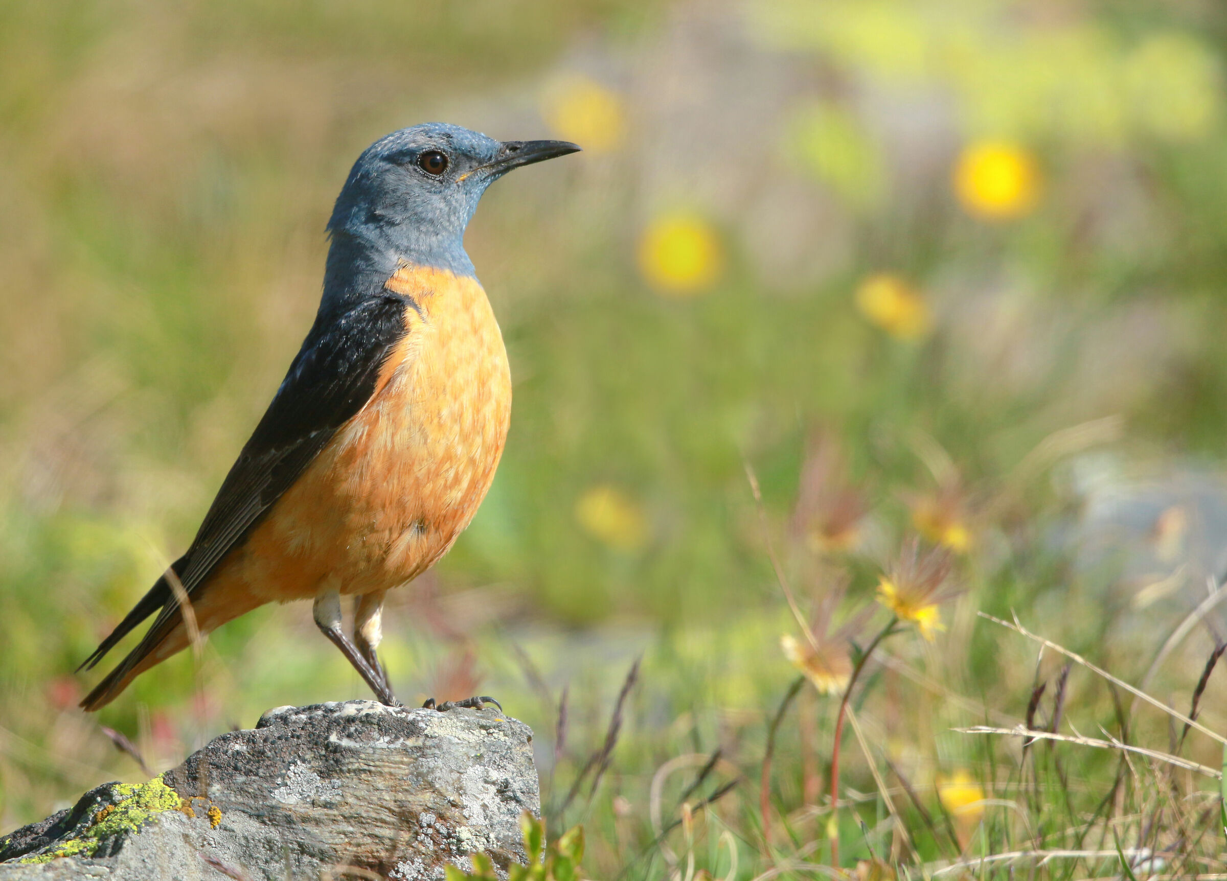 orgoglio di codirossone
