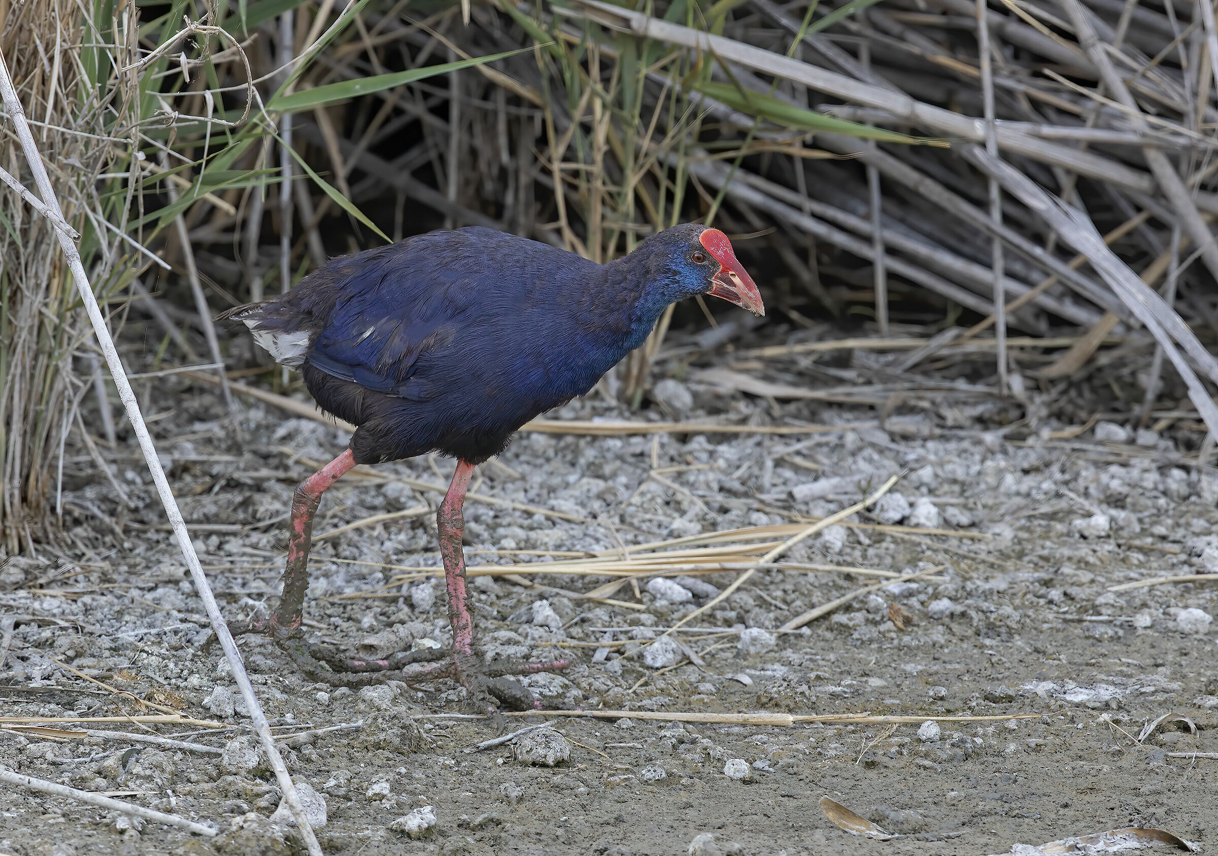 chicken sultan (porphyrio porphyrio)