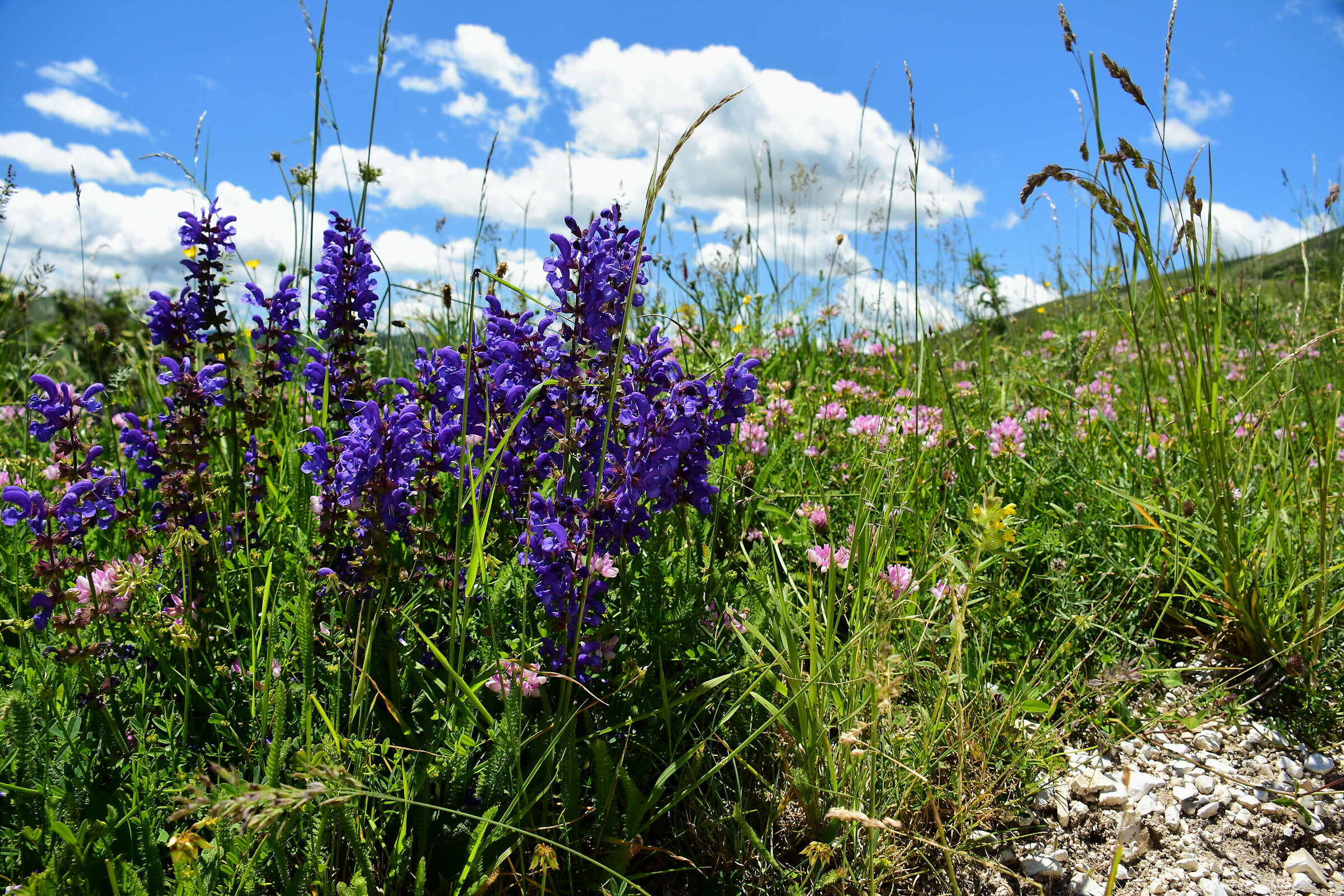 Fiori fiori e ancora fiori