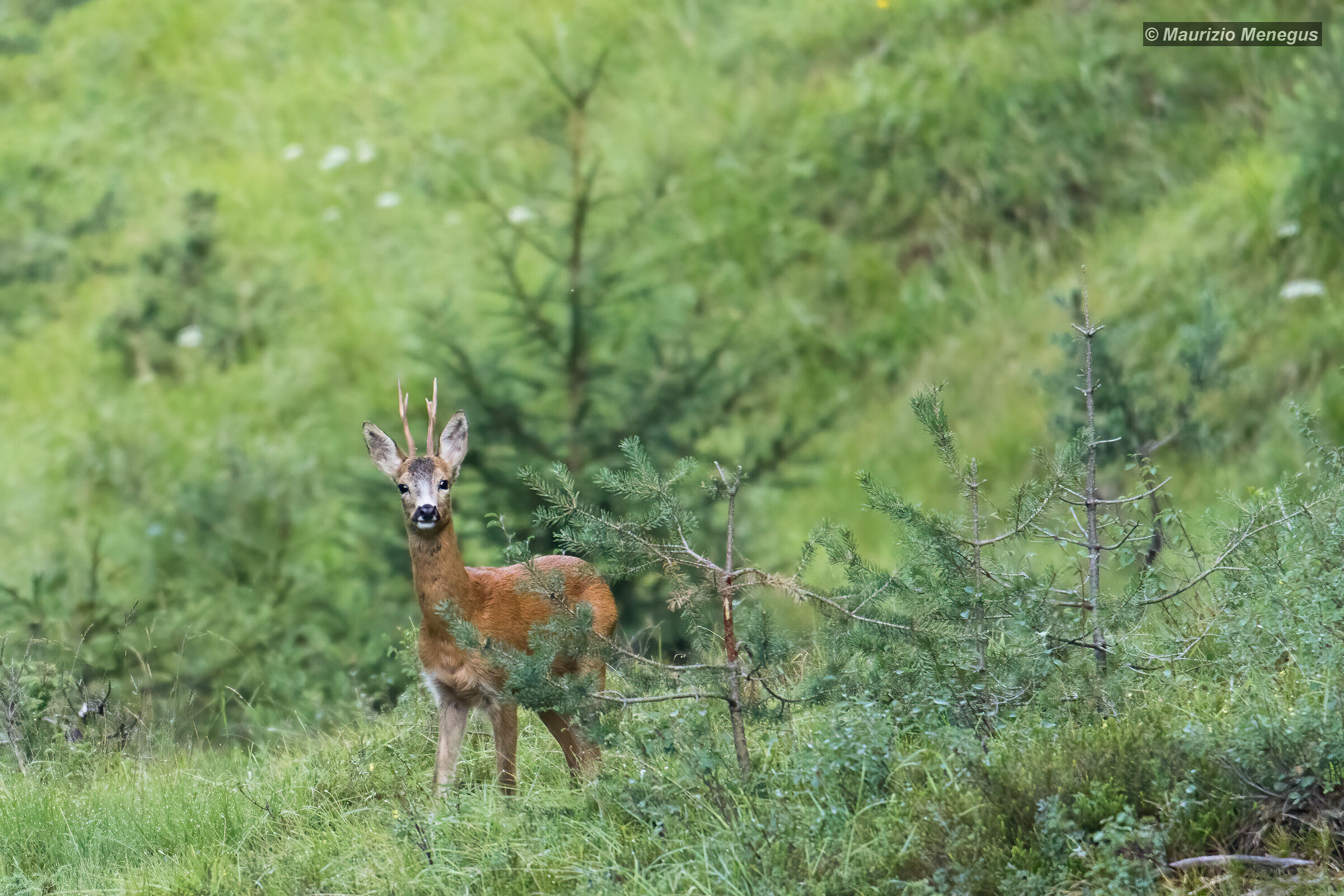 Capriolo maschio nel periodo degli amori 2019 vers.2