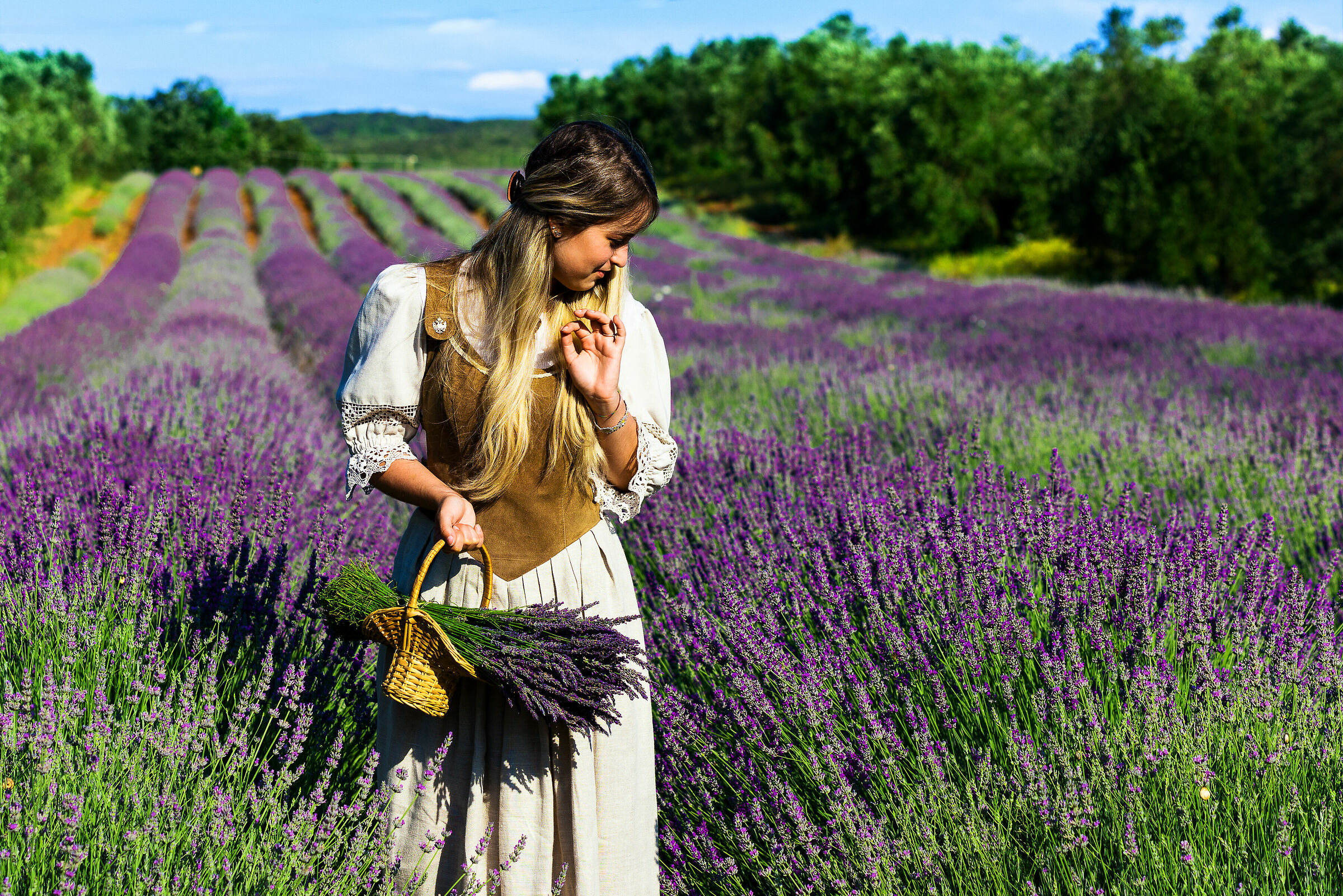 La lavanda , profumo e bellezza