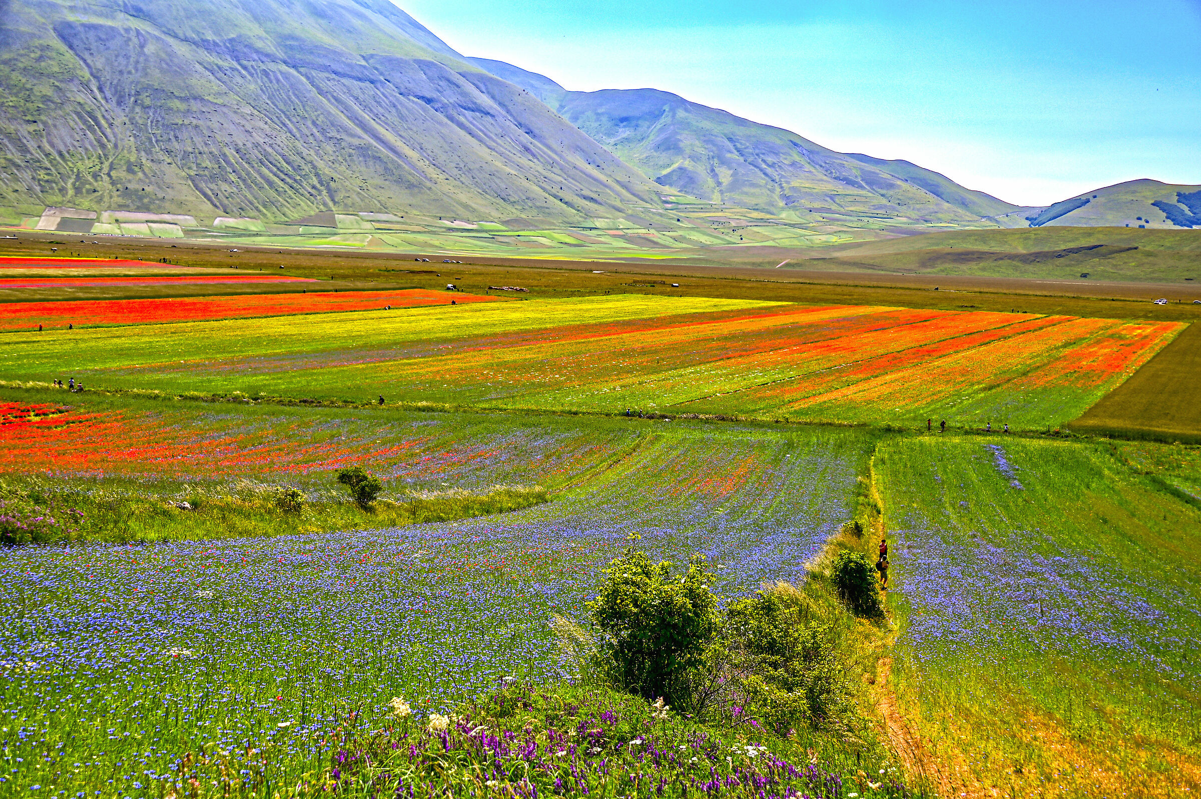 Castelluccio di Norcia and its colors (June 29, 2020)