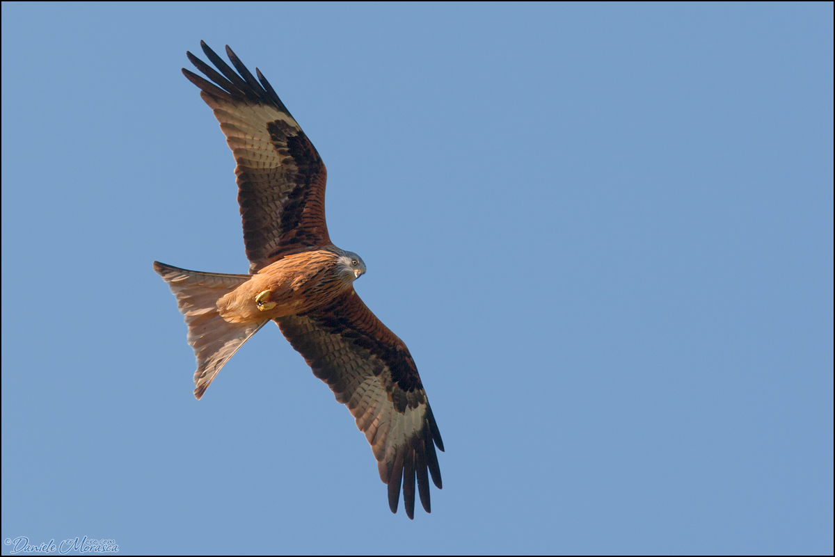 Nibbio Reale (Milvus milvus)