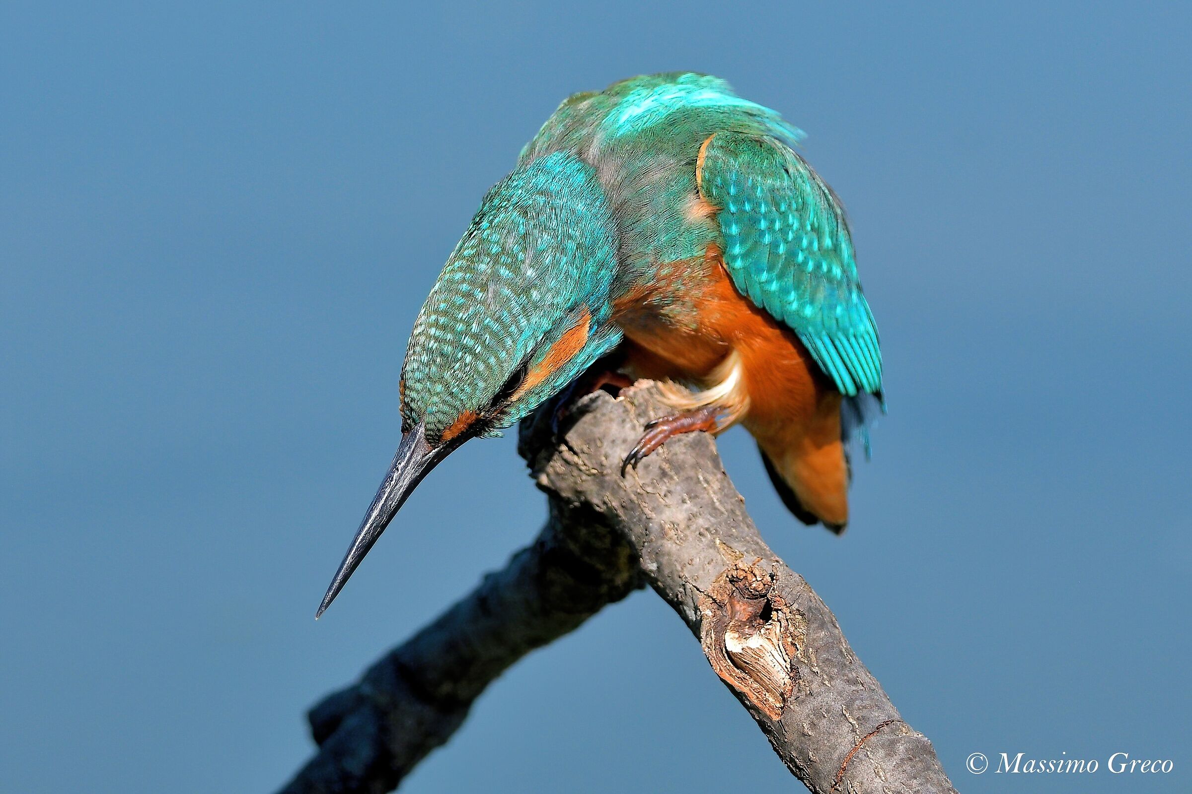 Kingfisher