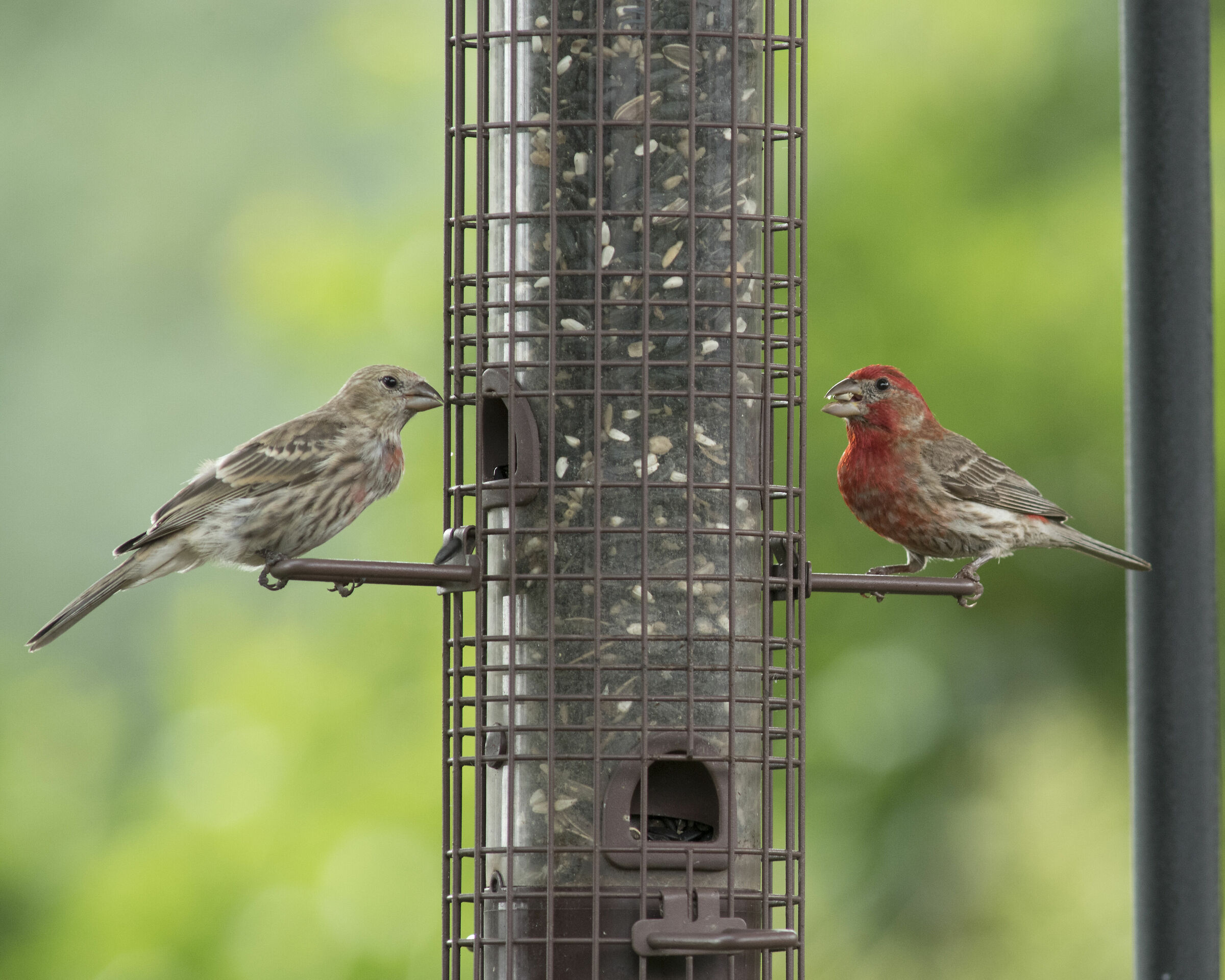 Infinche sfinito della casa di diner Date