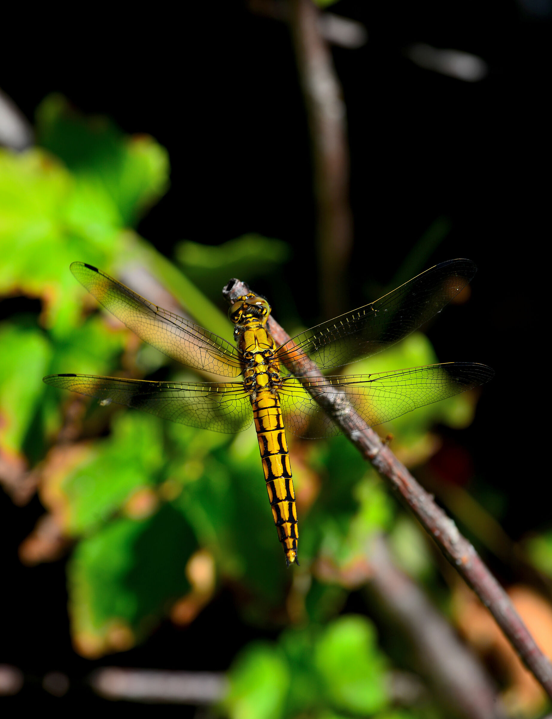 Dragonfly