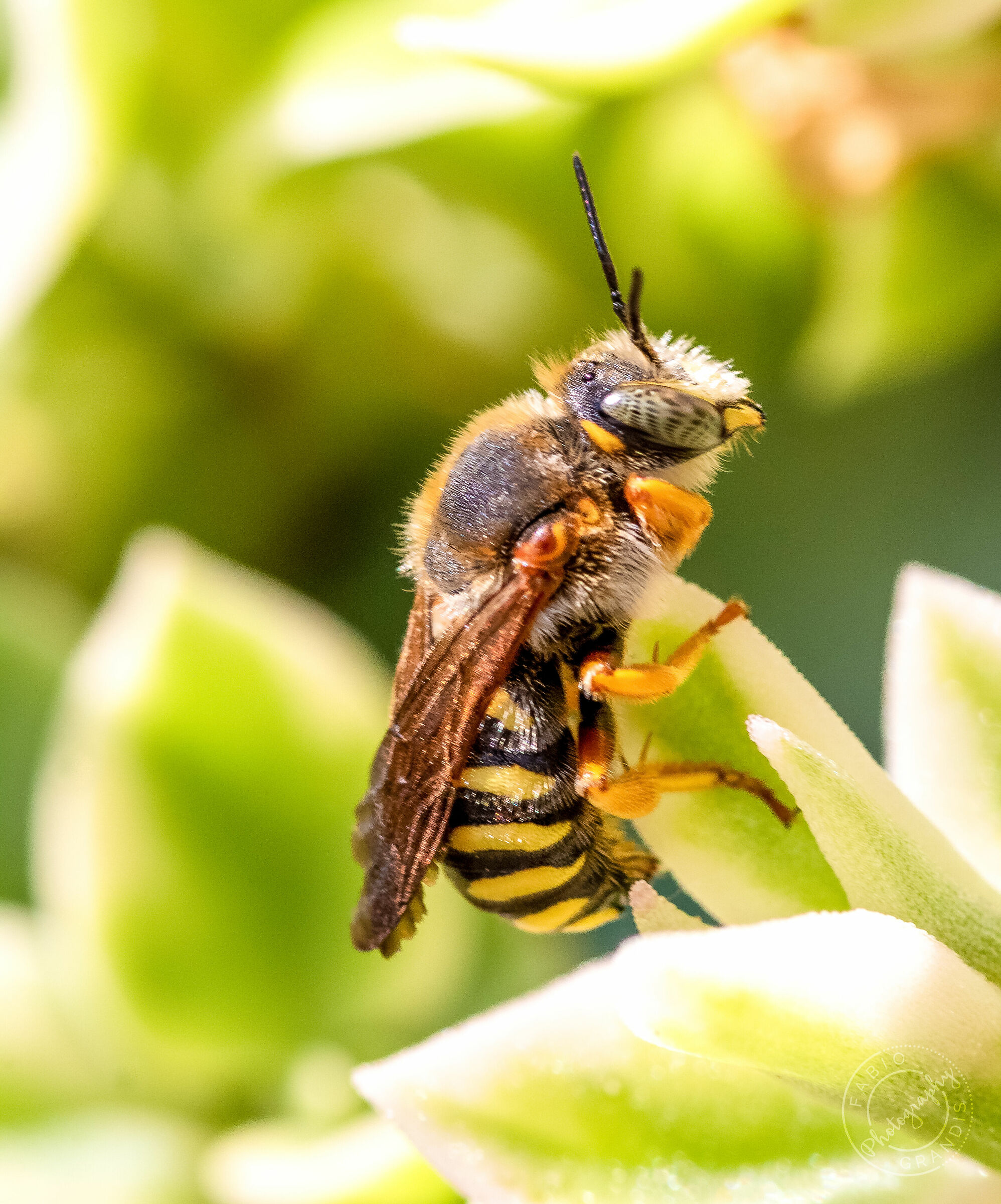Ospiti del mio giardino