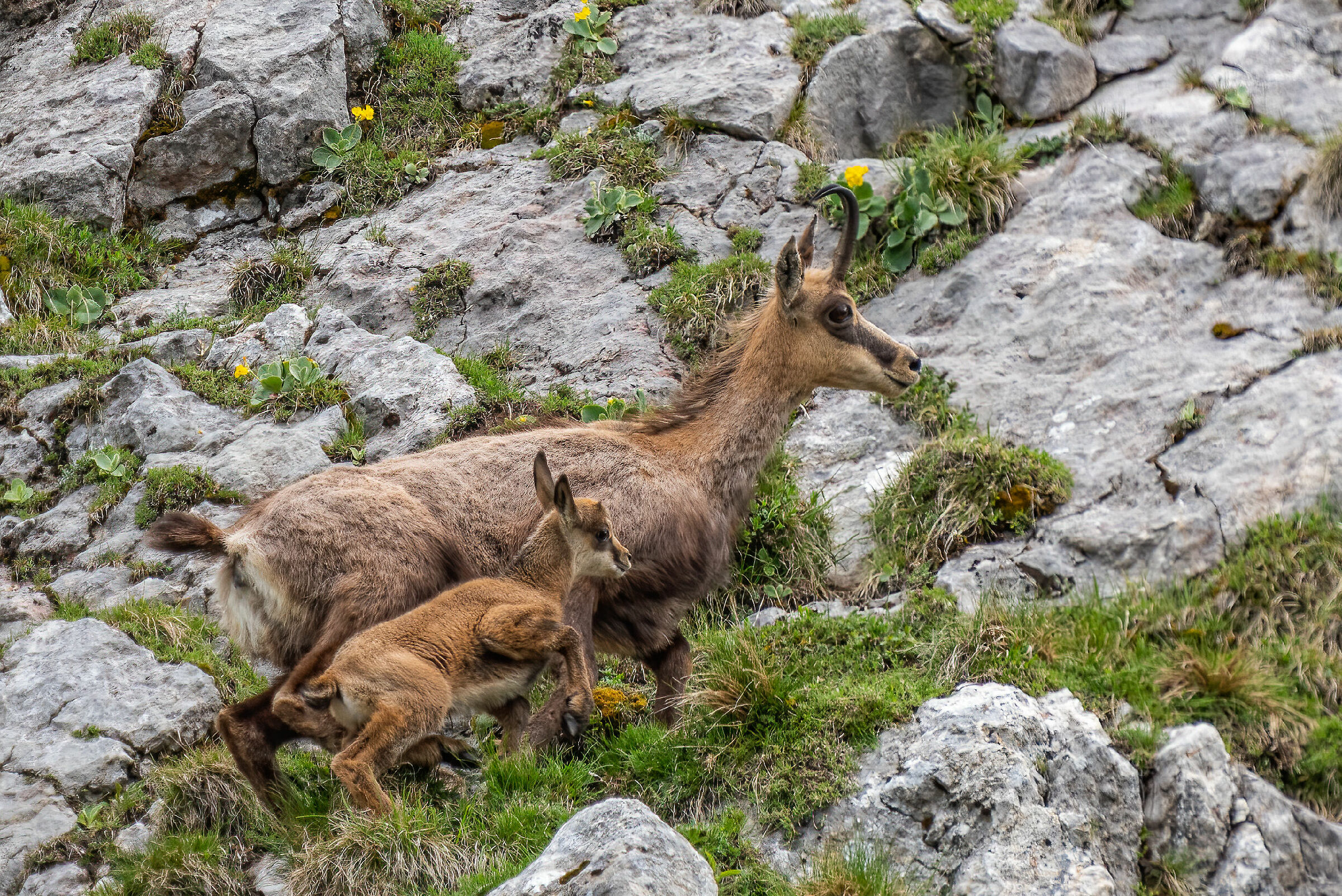 Camosci mom and baby