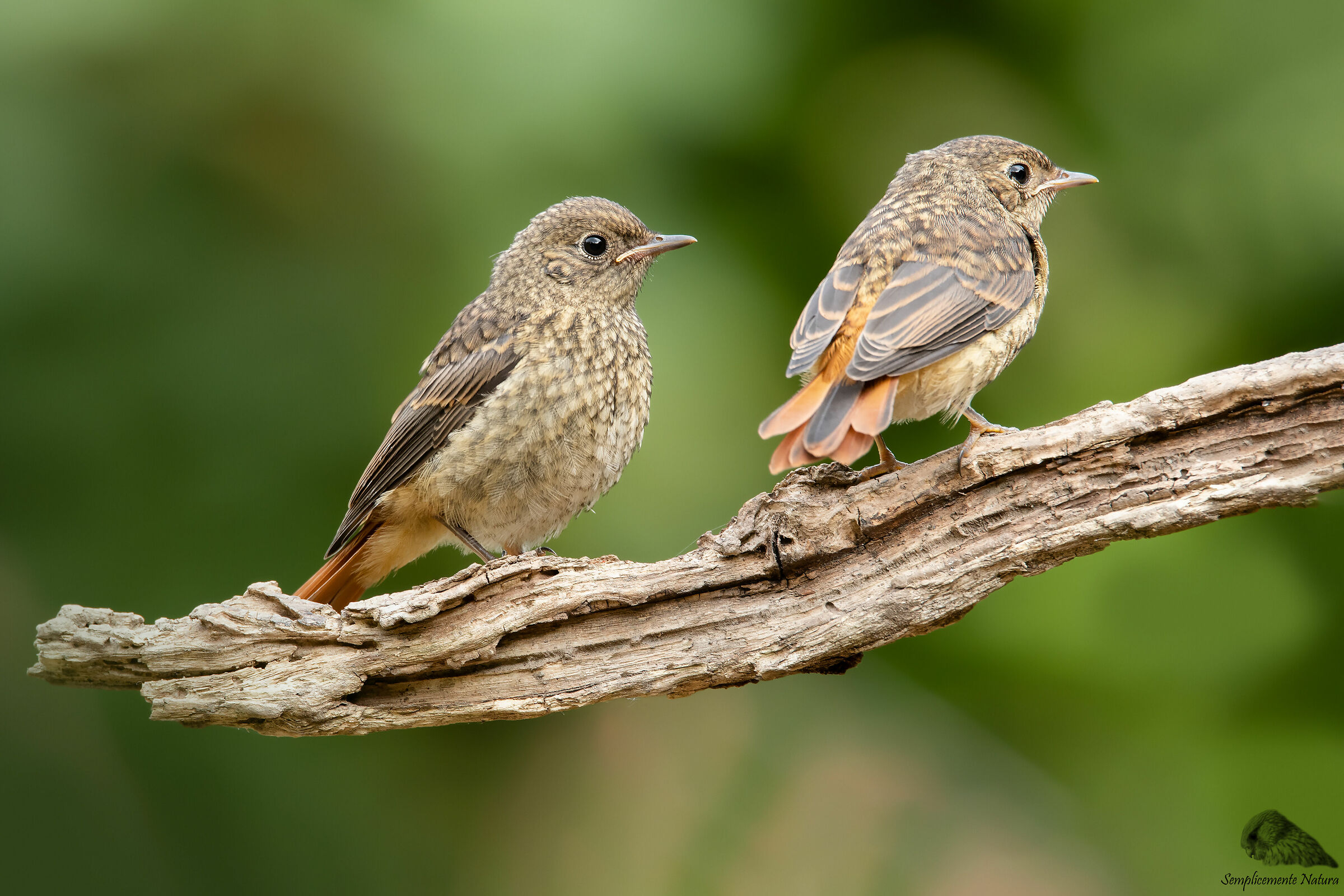 Young Codirossi (Phoenicurus phoenicurus)