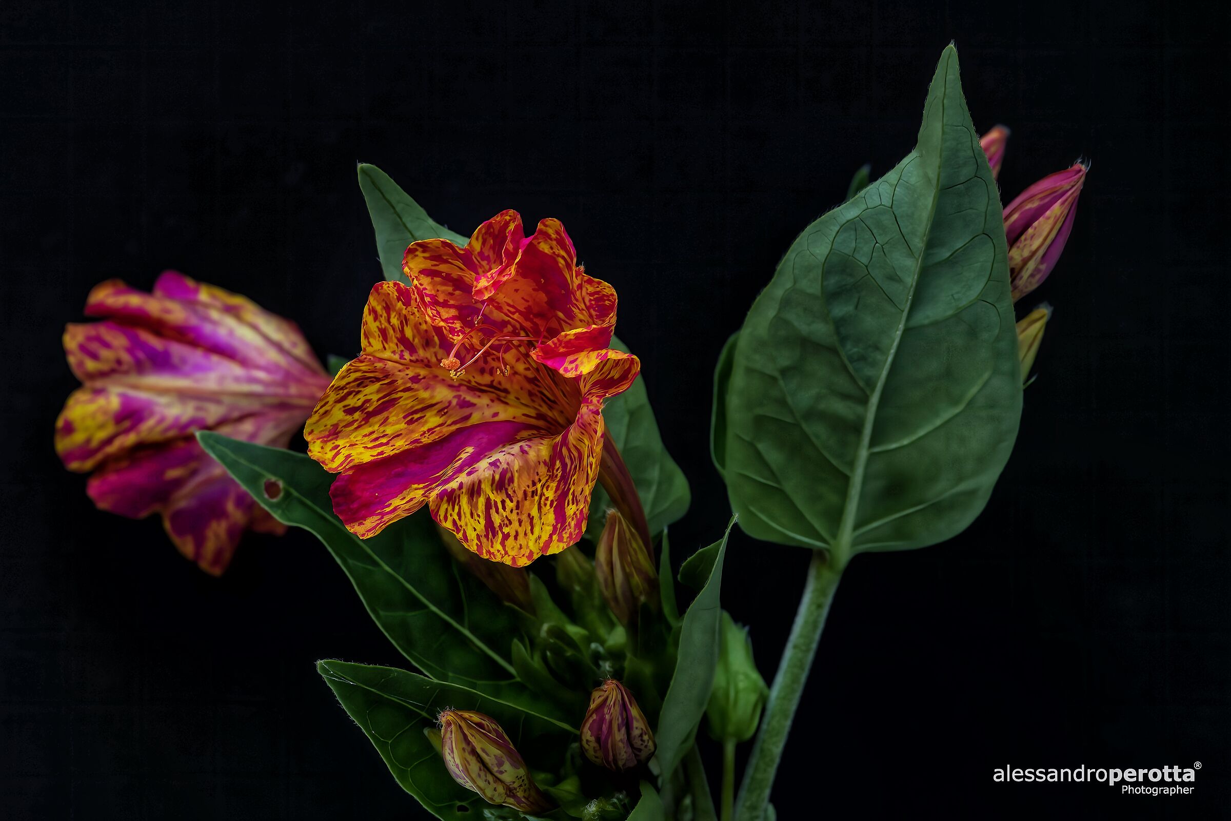 Jalapa mirabilis