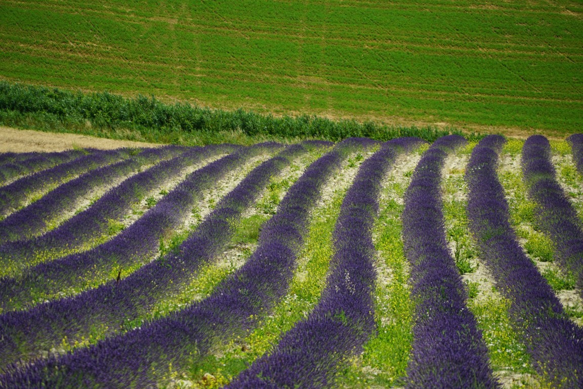 Lavanda. Santa Luce.
