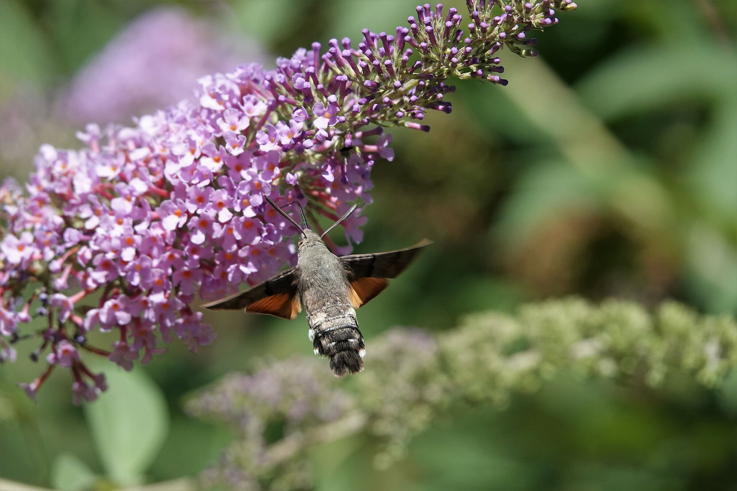SFINGE OF GALIO (Macroglossum stellatarum)