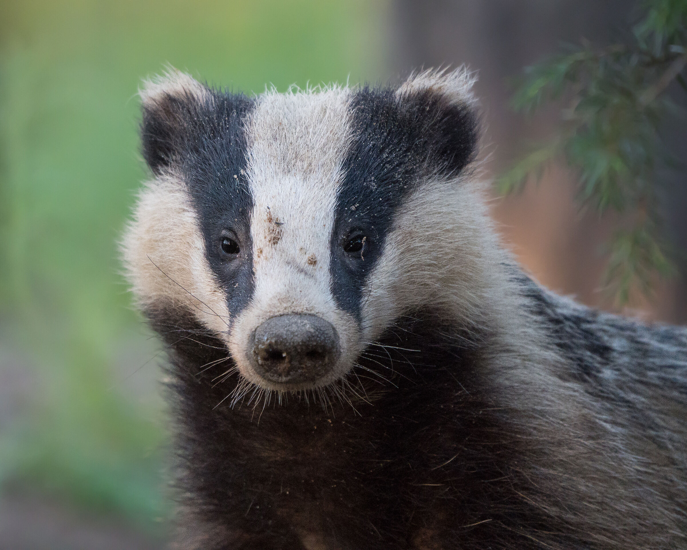 Tassoeurasiatico (Meles meles)