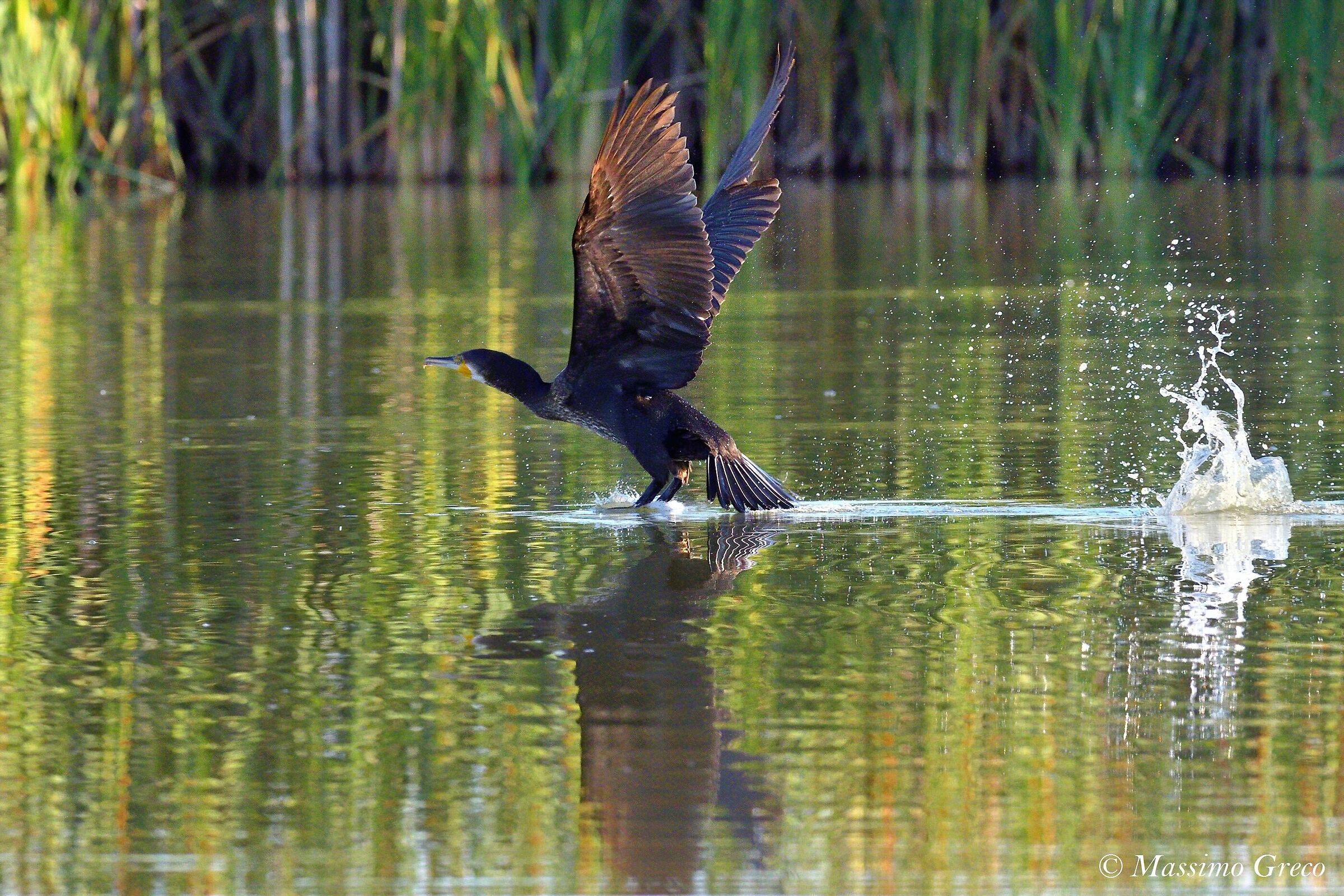 Cormorant (Phalacrocorax carbo)